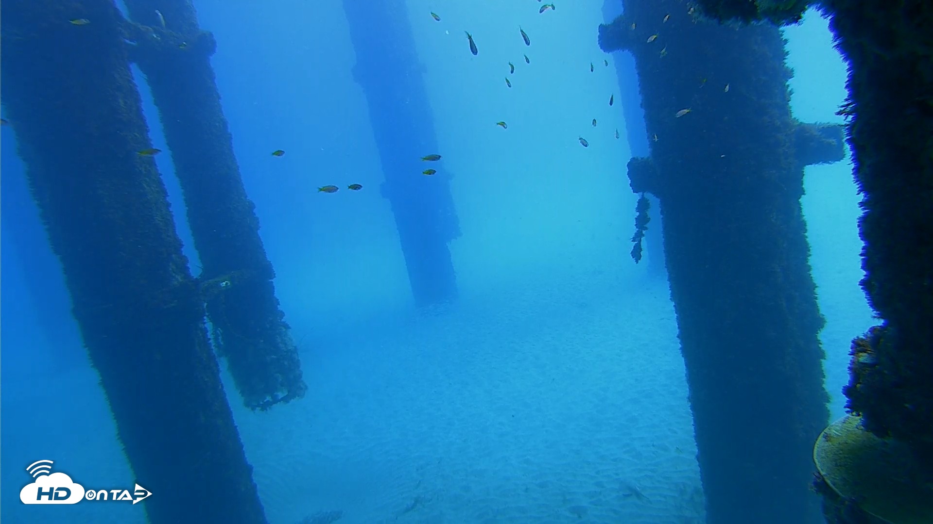 Snapshot of Scripps Pier Underwater Live Webcam taken Oct 7, 2026, 11:47am PDT