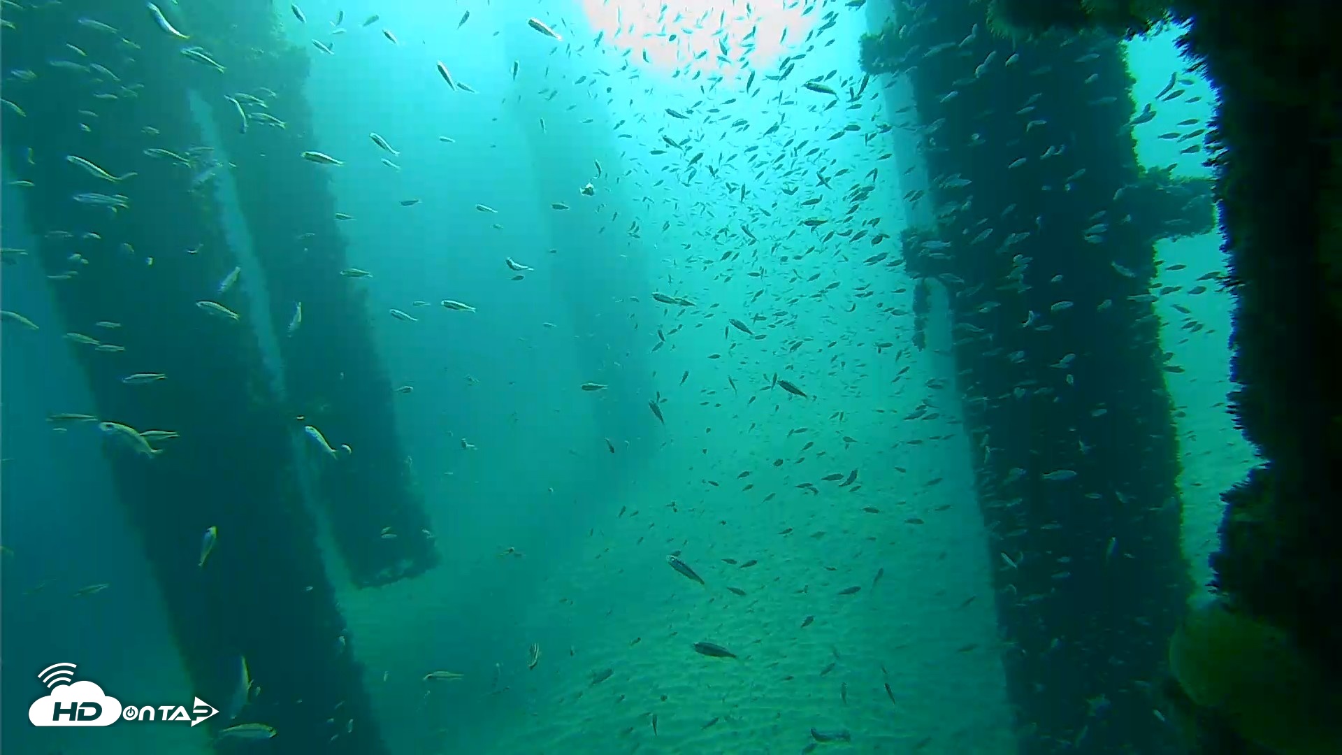 Snapshot of Scripps Pier Underwater Live Webcam taken Oct 7, 2026, 8:30am PDT