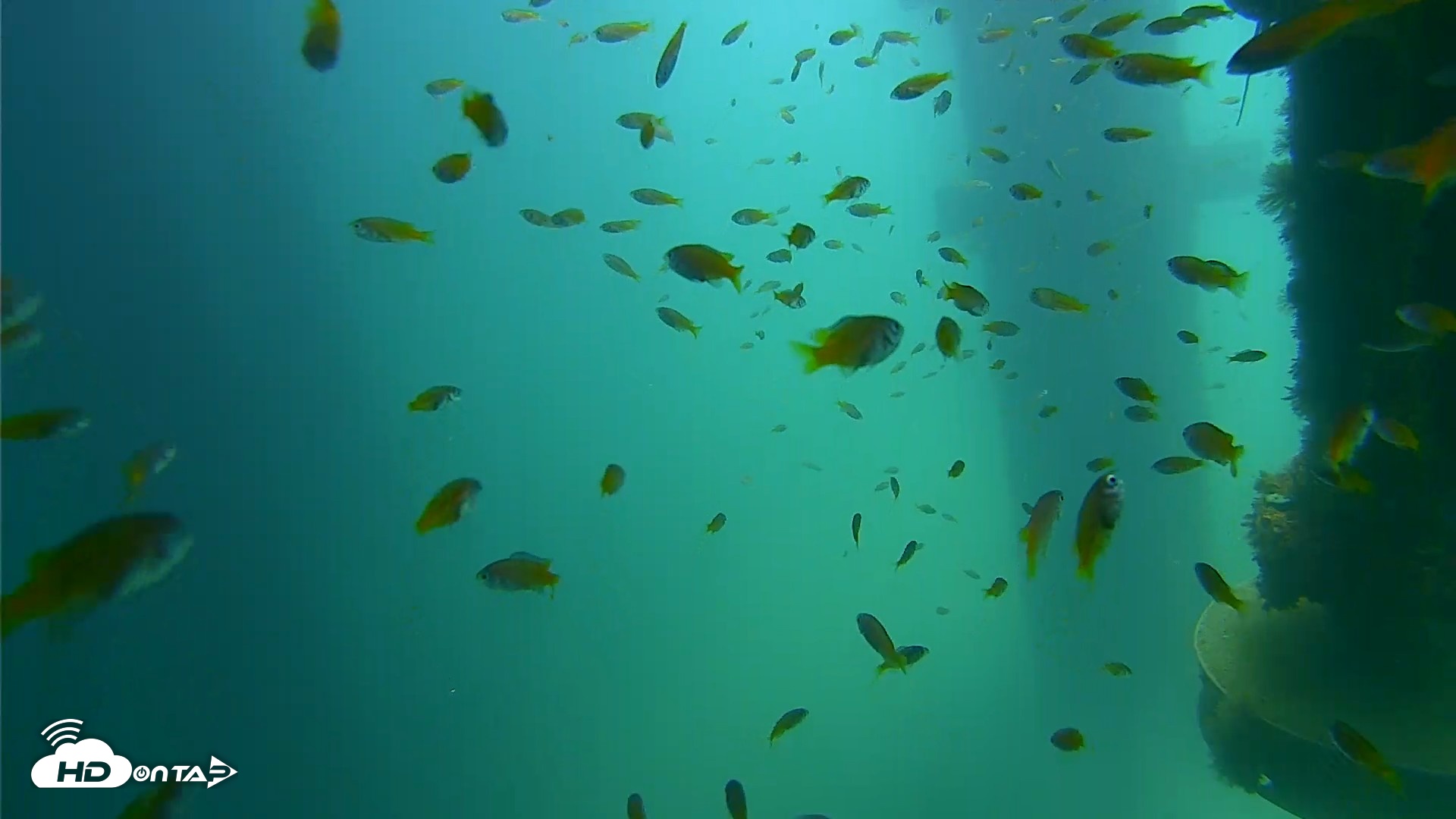 Snapshot of Scripps Pier Underwater Live Webcam taken Aug 19, 2026, 12:23pm PDT