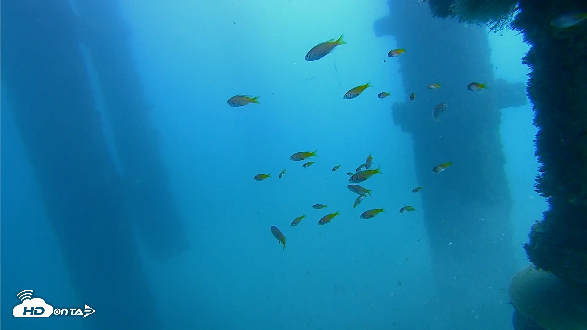 Snapshot of Scripps Pier Underwater Live Webcam taken Oct 22, 2026, 1:09pm PDT