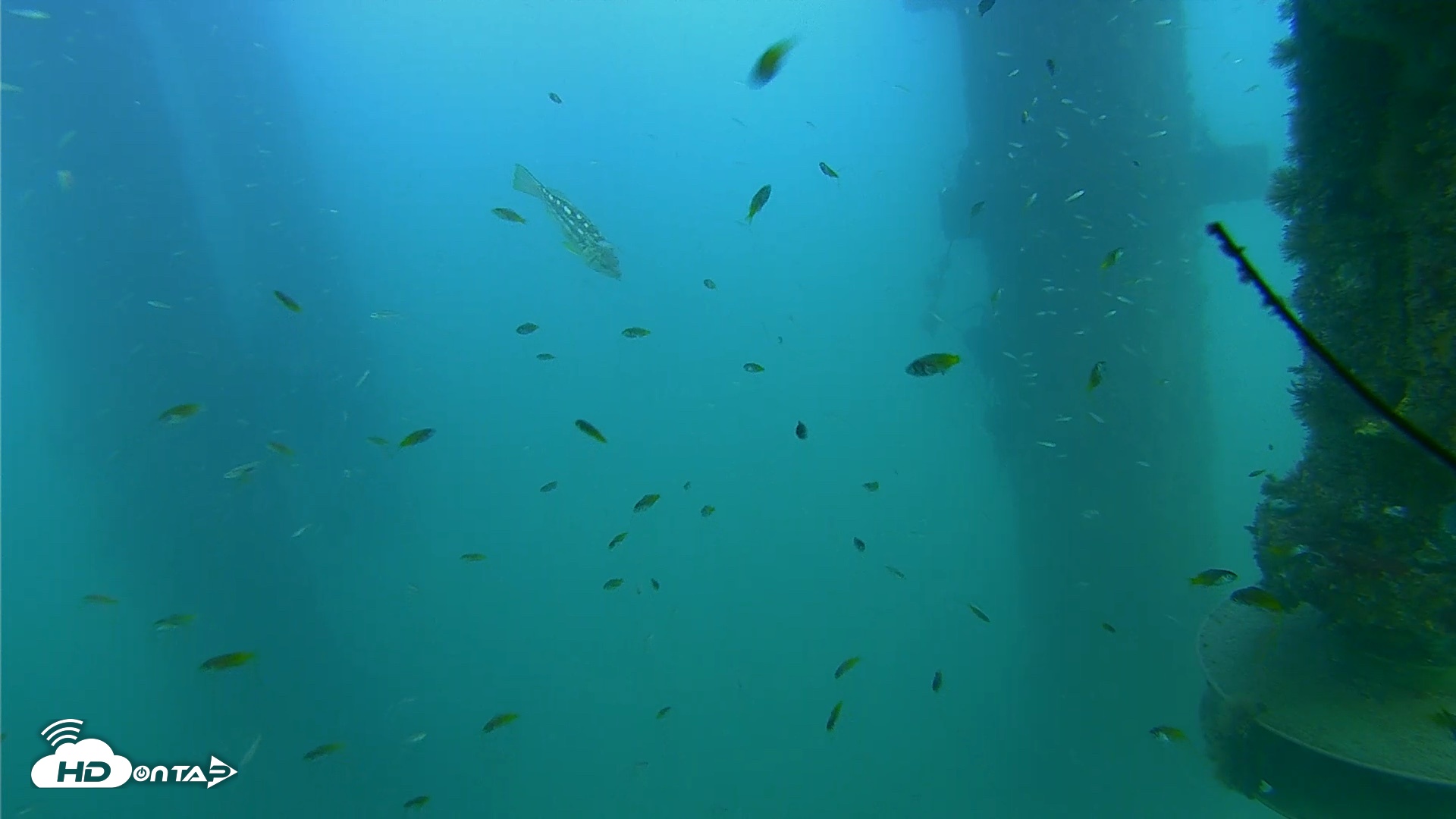 Snapshot of Scripps Pier Underwater Live Webcam taken Aug 14, 2026, 6:01pm PDT