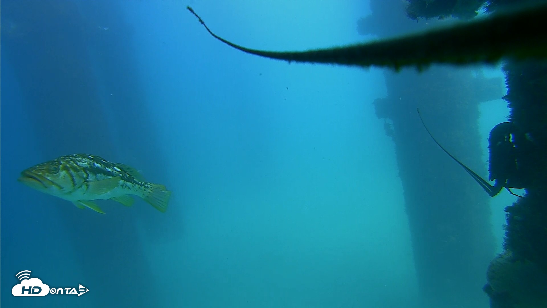 Snapshot of Scripps Pier Underwater Live Webcam taken Sep 18, 2026, 2:06pm PDT
