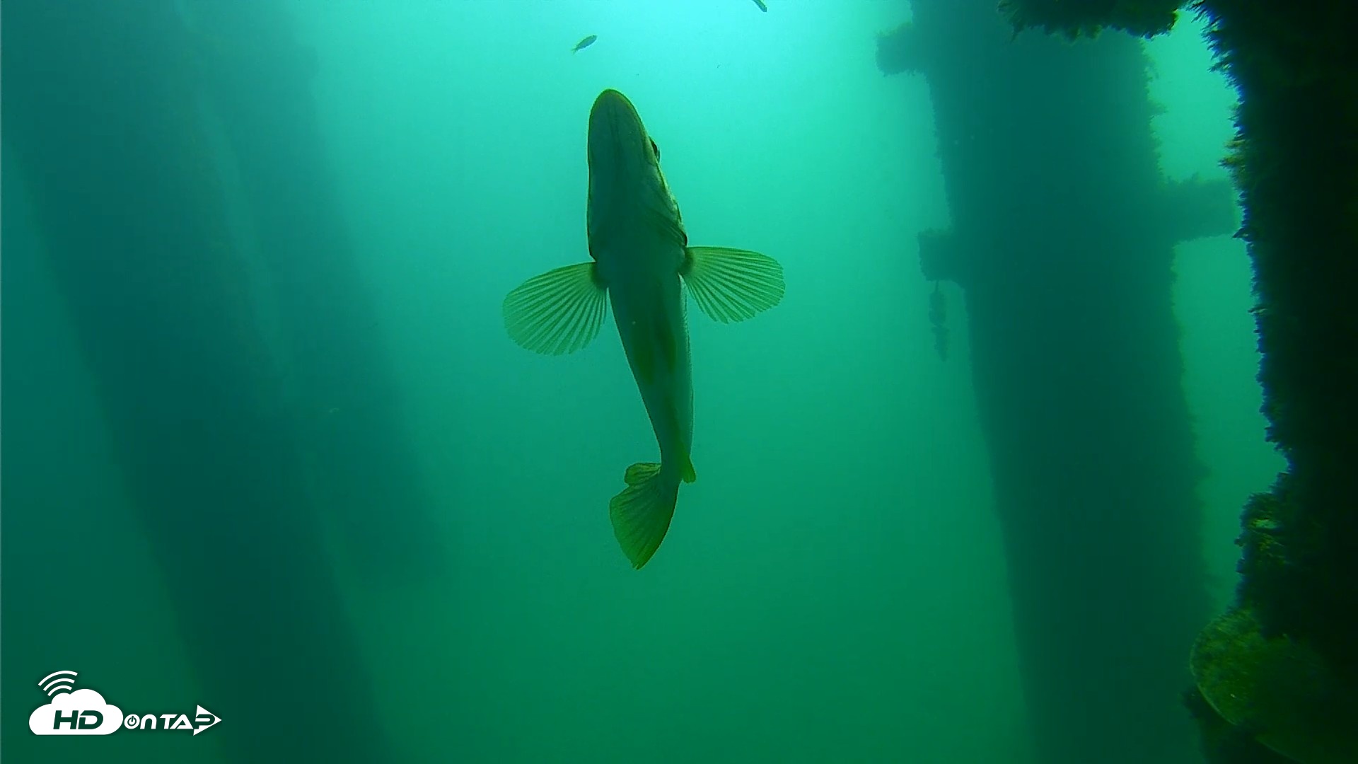 Snapshot of Scripps Pier Underwater Live Webcam taken Sep 23, 2026, 10:11am PDT