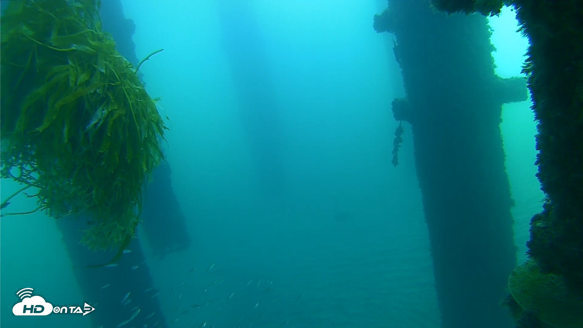 Snapshot of Scripps Pier Underwater Live Webcam taken Oct 5, 2026, 7:40am PDT