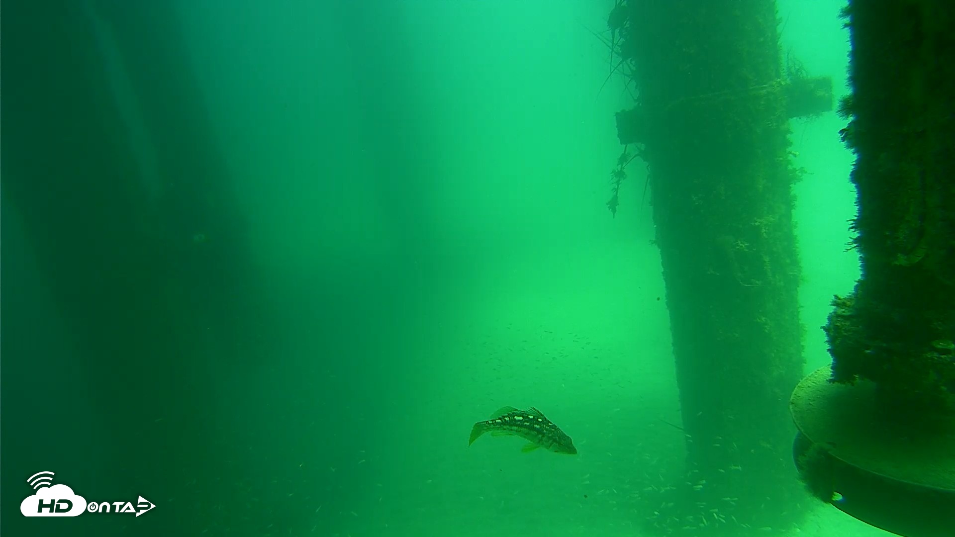 Snapshot of Scripps Pier Underwater Live Webcam taken Aug 7, 2026, 1:25pm PDT