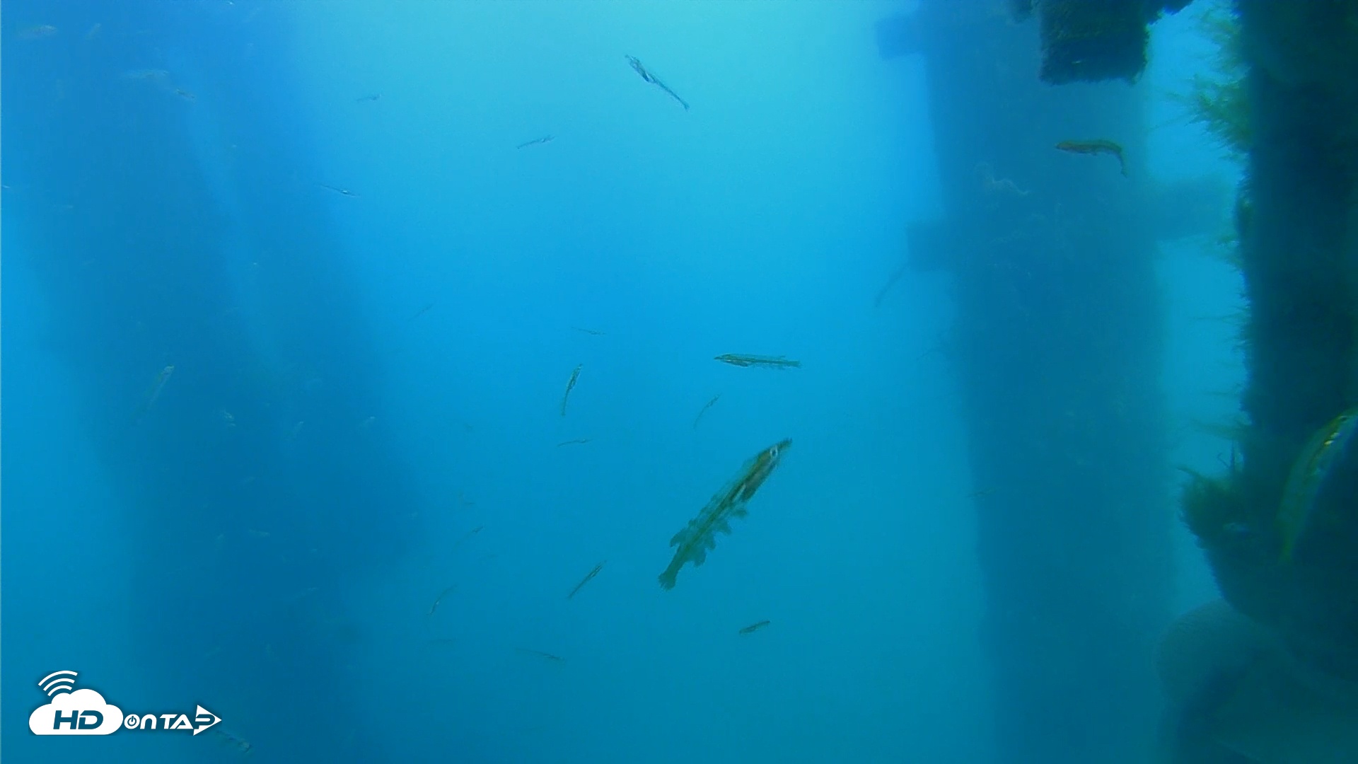 Snapshot of Scripps Pier Underwater Live Webcam taken Mar 30, 2026, 5:48pm PDT