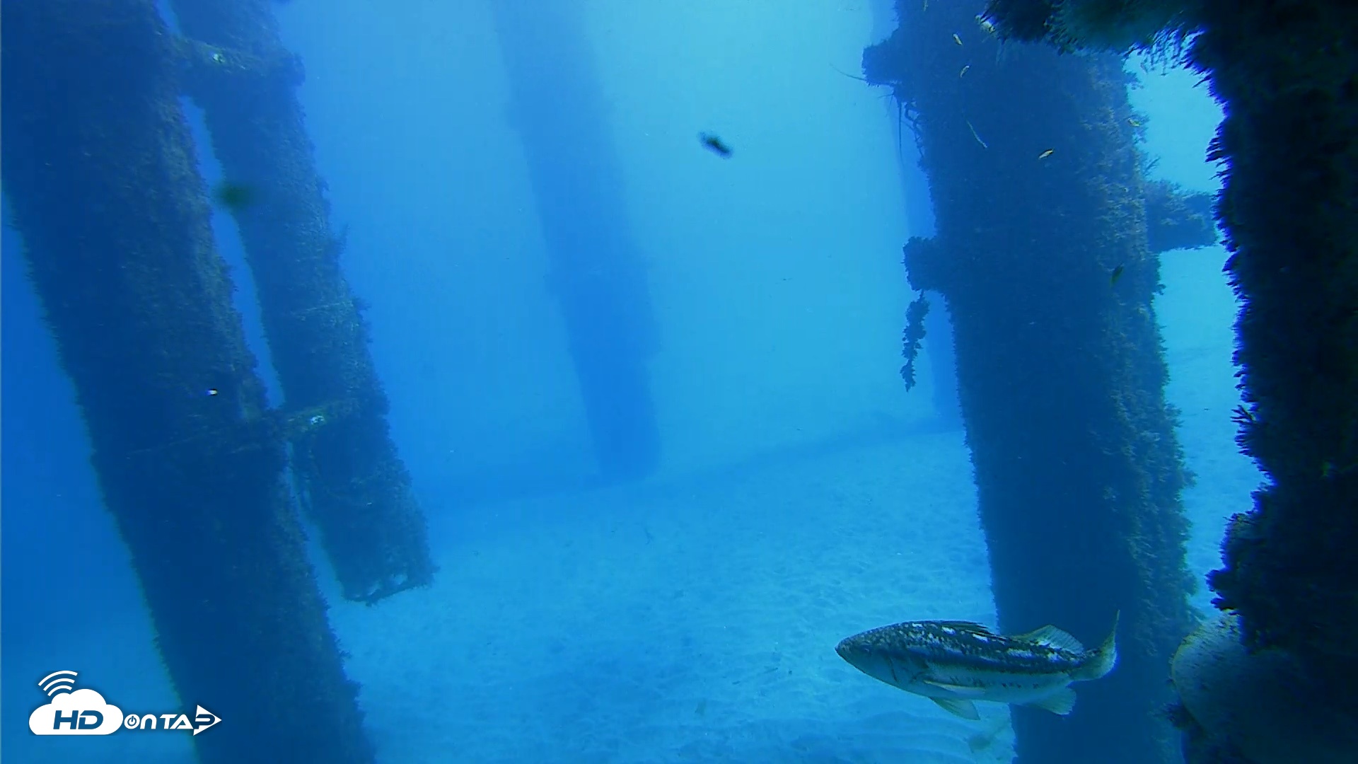 Snapshot of Scripps Pier Underwater Live Webcam taken Oct 19, 2026, 12:31pm PDT