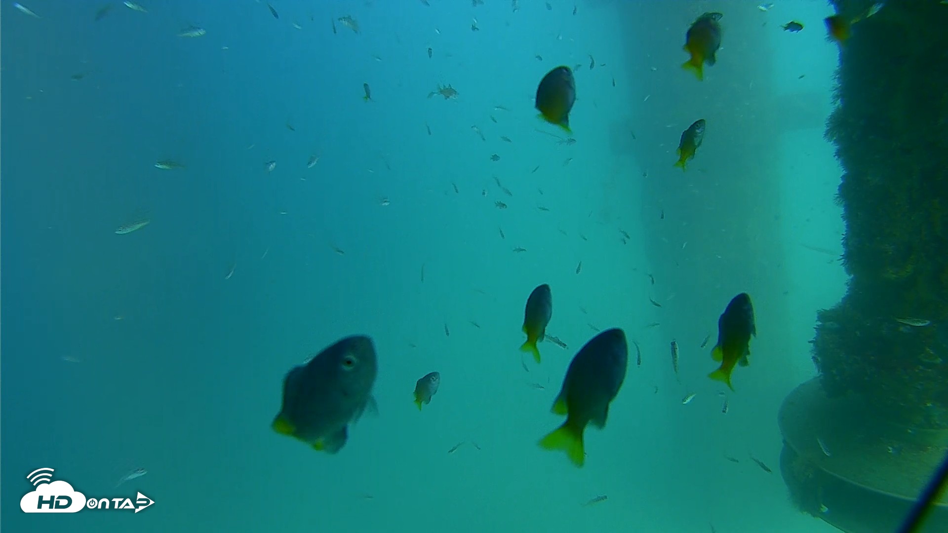 Snapshot of Scripps Pier Underwater Live Webcam taken Aug 18, 2026, 3:40pm PDT