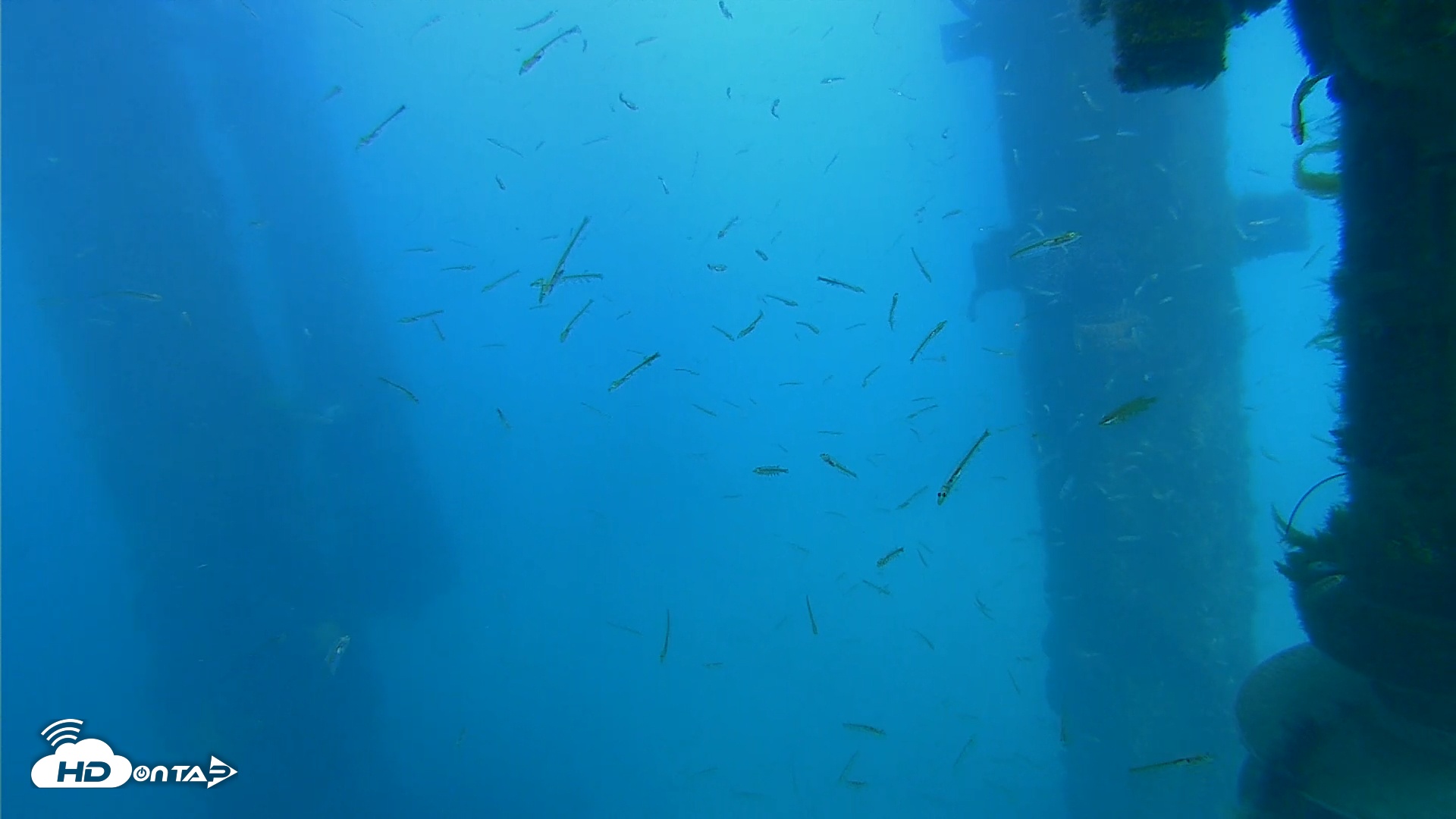 Snapshot of Scripps Pier Underwater Live Webcam taken Apr 2, 2026, 3:16pm PDT