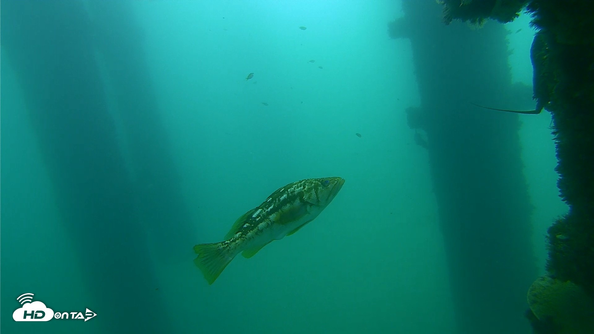 Snapshot of Scripps Pier Underwater Live Webcam taken Sep 18, 2026, 10:44am PDT