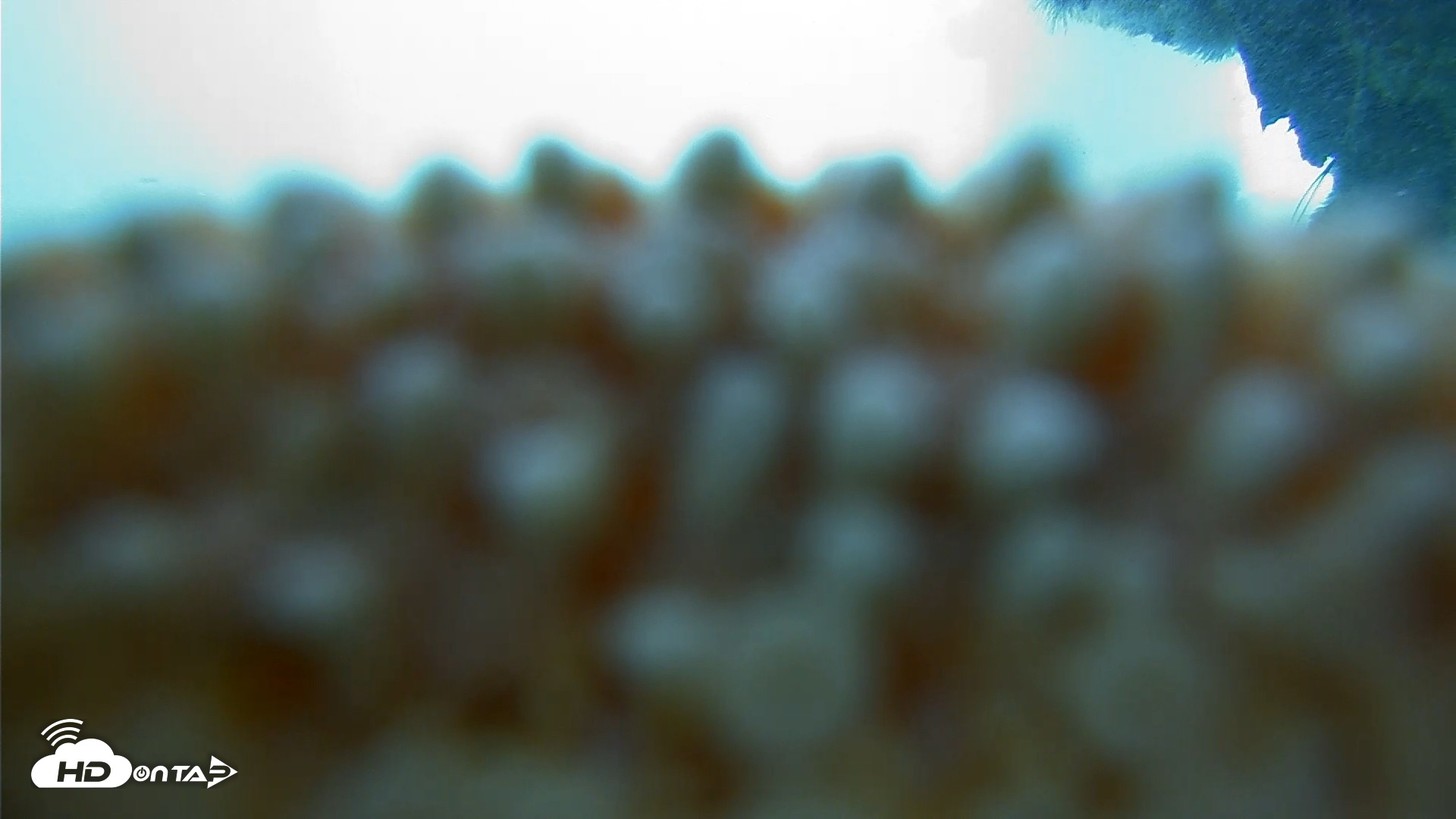 Snapshot of Scripps Pier Underwater Live Webcam taken Dec 1, 2025, 9:20am PST