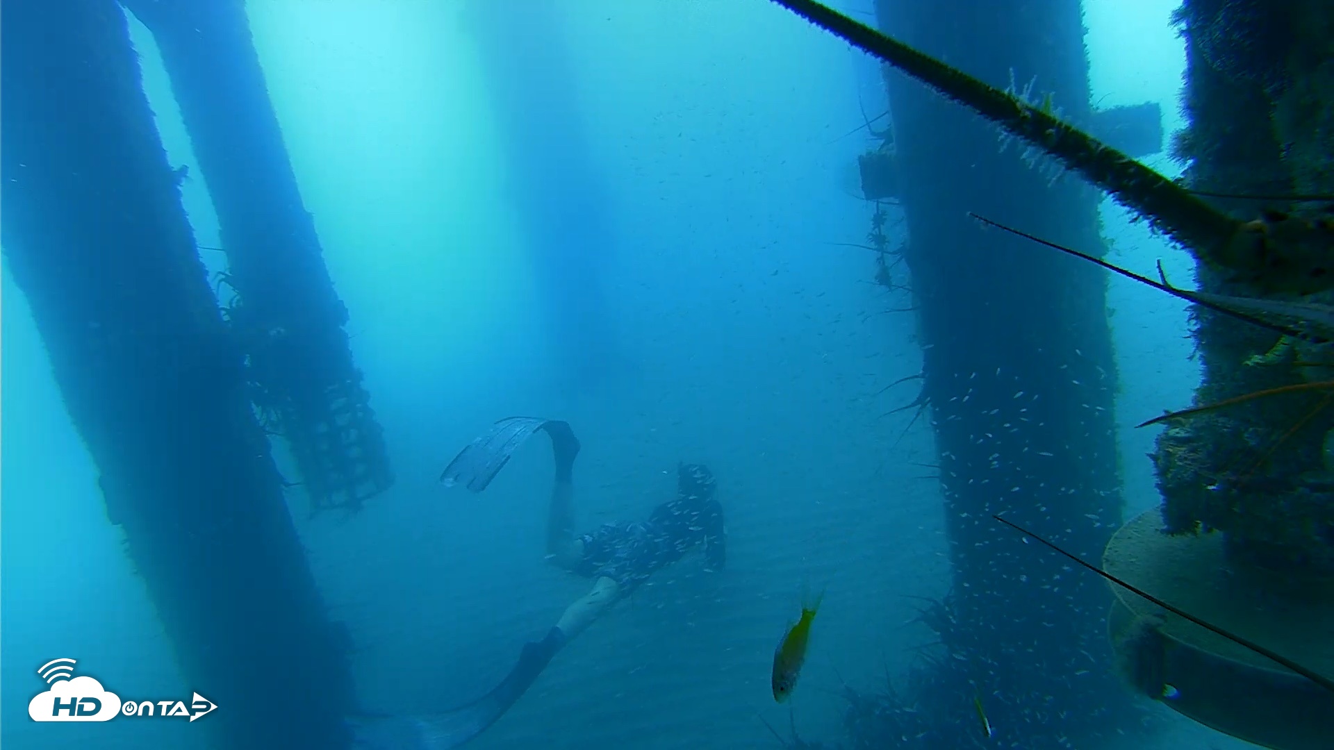 Snapshot of Scripps Pier Underwater Live Webcam taken Aug 8, 2026, 8:39am PDT