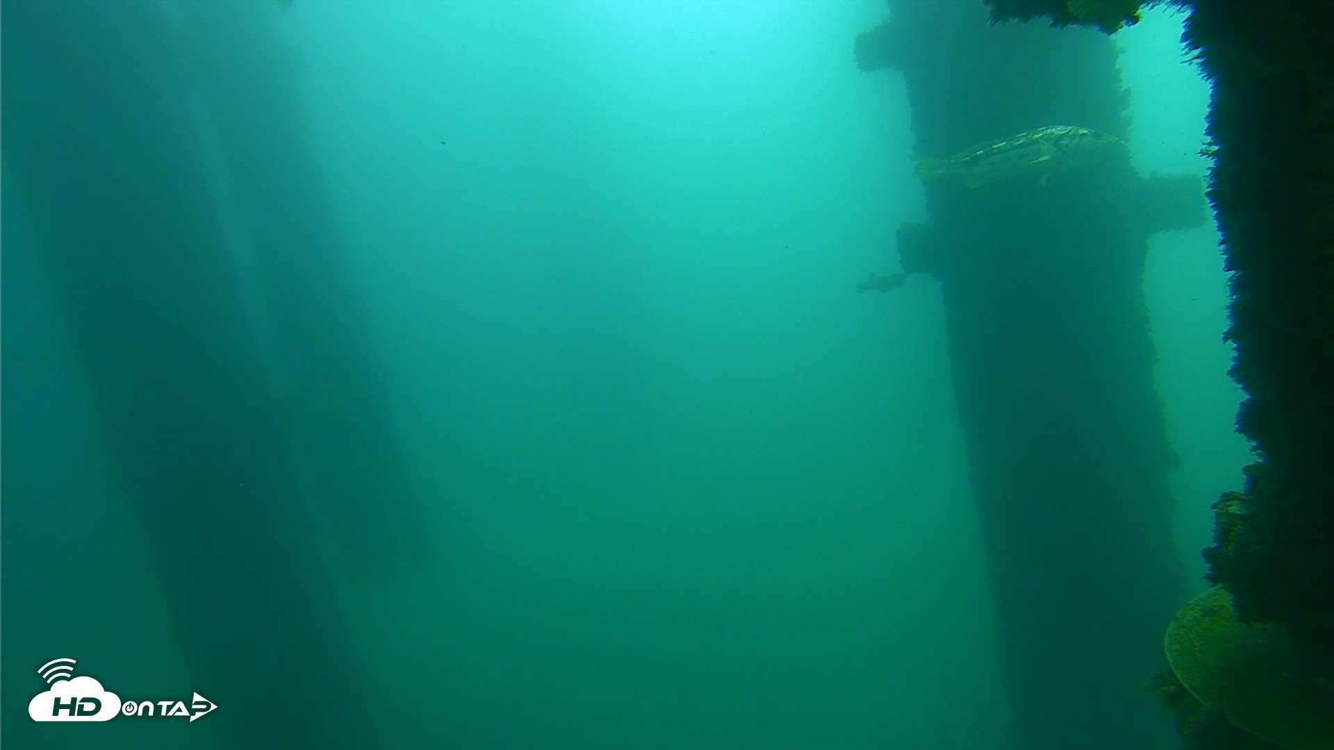 Snapshot of Scripps Pier Underwater Live Webcam taken Oct 12, 2026, 10:35am PDT
