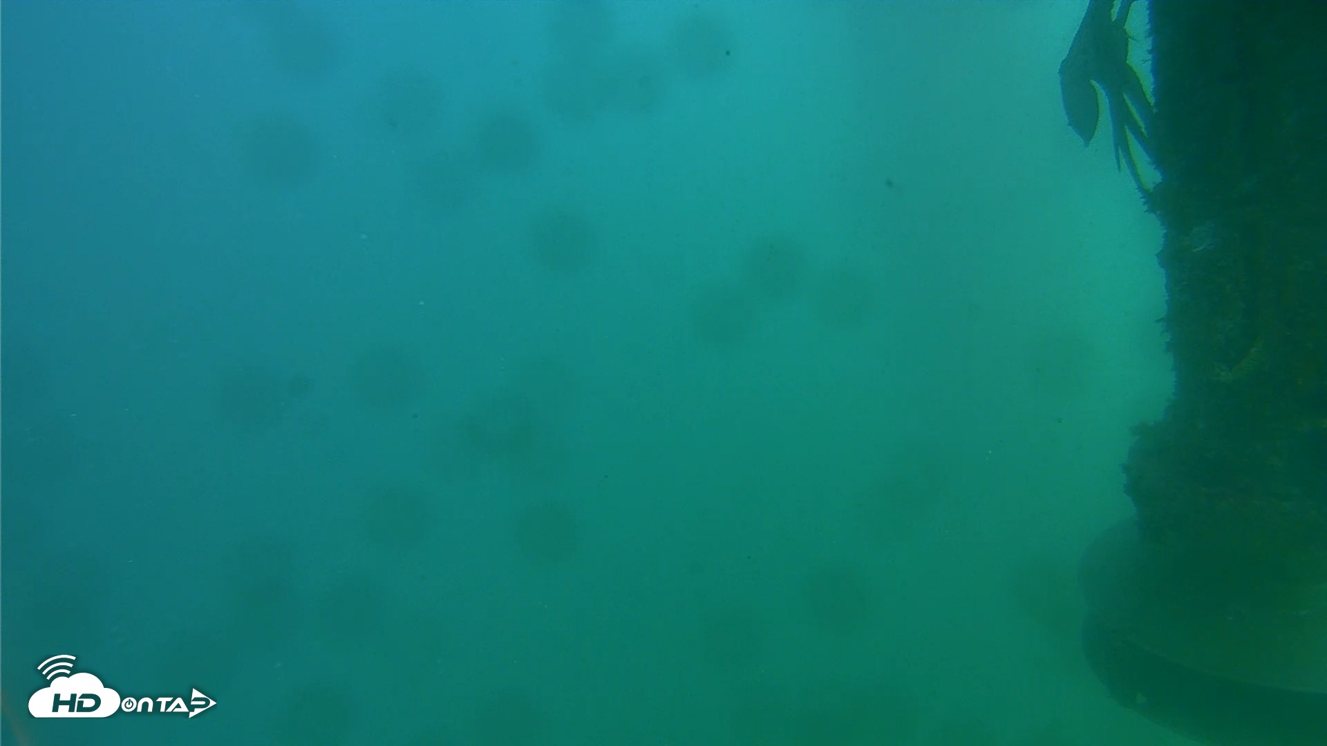 Snapshot of Scripps Pier Underwater Live Webcam taken Jul 28, 2026, 4:04pm PDT
