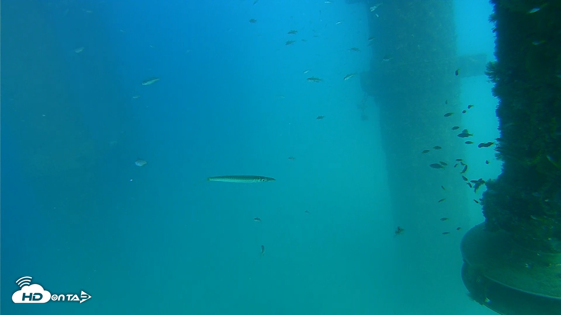 Snapshot of Scripps Pier Underwater Live Webcam taken Aug 19, 2026, 4:04pm PDT