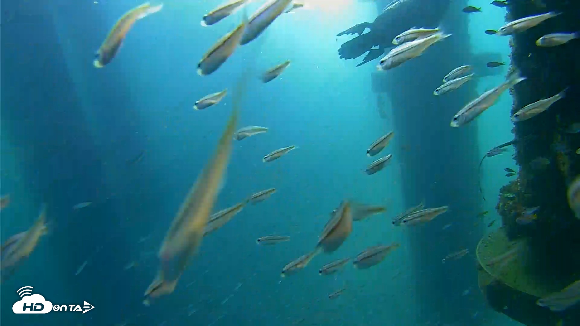 Snapshot of Scripps Pier Underwater Live Webcam taken Aug 30, 2026, 8:44am PDT