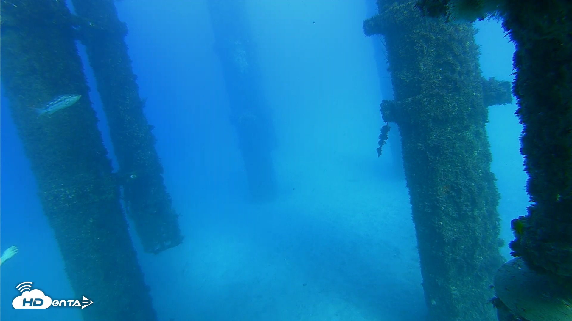 Snapshot of Scripps Pier Underwater Live Webcam taken Oct 19, 2026, 4:37pm PDT