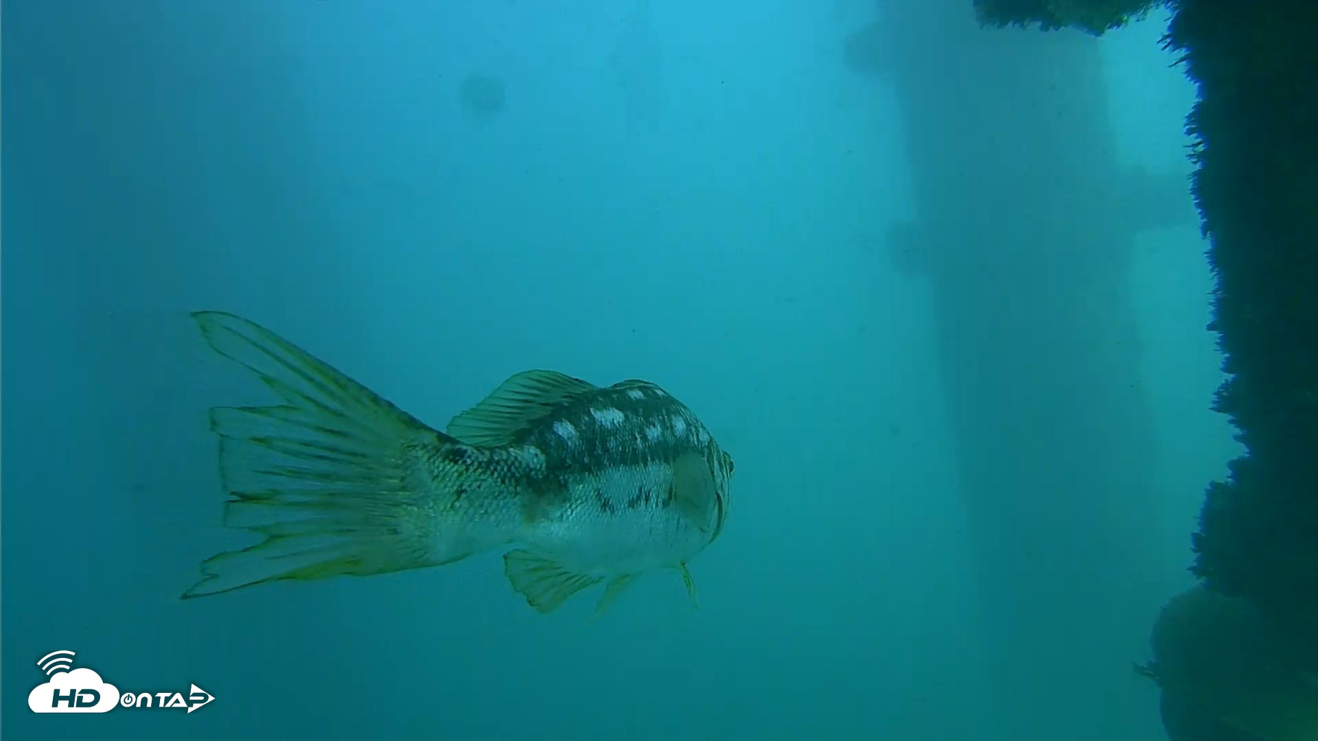 Snapshot of Scripps Pier Underwater Live Webcam taken Oct 13, 2026, 3:06pm PDT