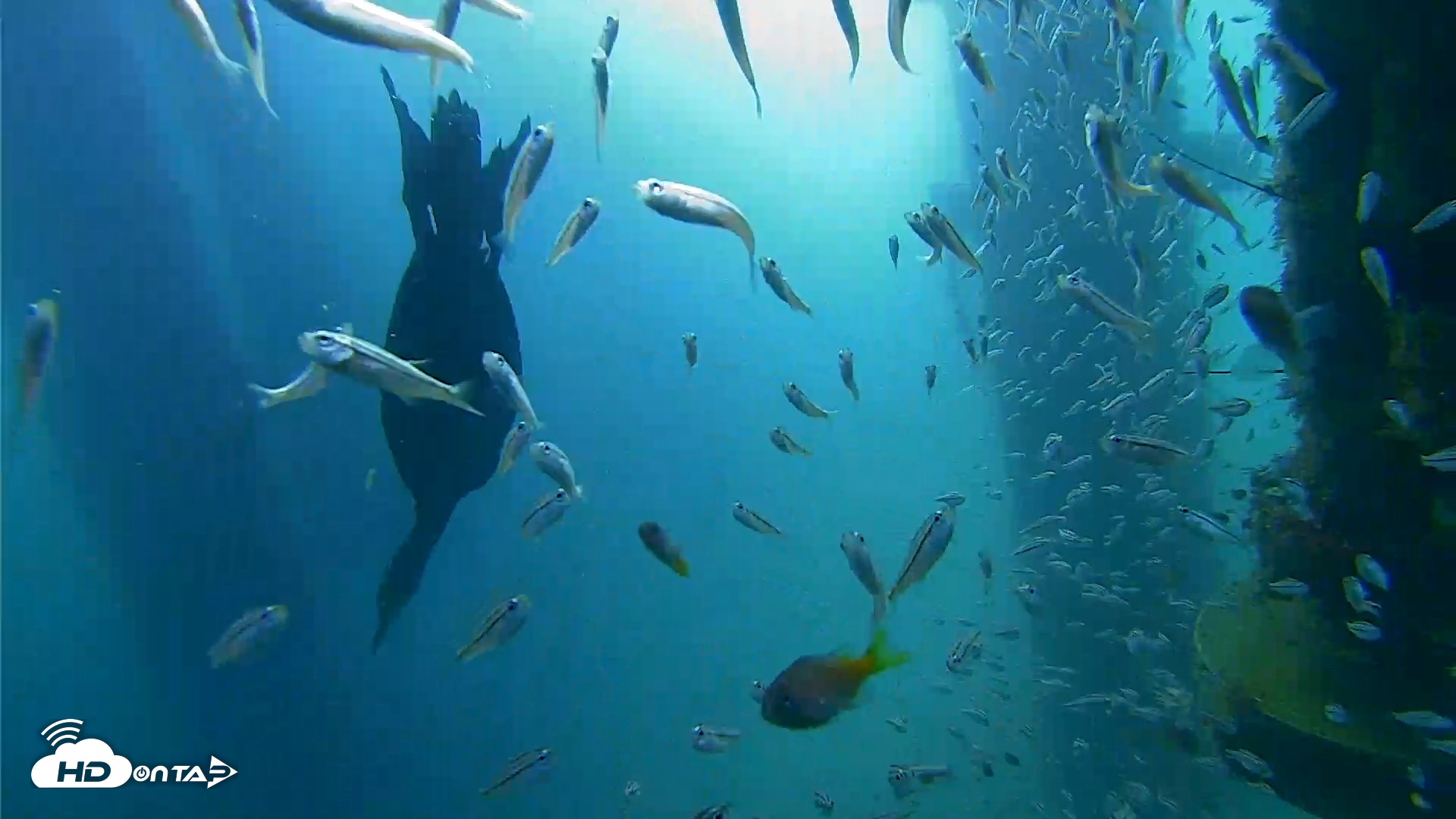 Snapshot of Scripps Pier Underwater Live Webcam taken Aug 30, 2026, 8:44am PDT
