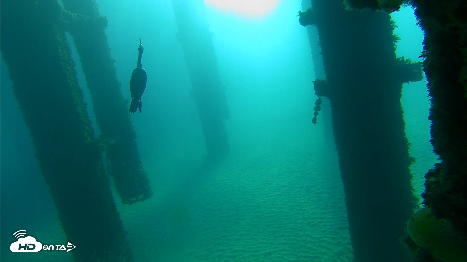 Snapshot of Scripps Pier Underwater Live Webcam taken Oct 7, 2026, 8:36am PDT