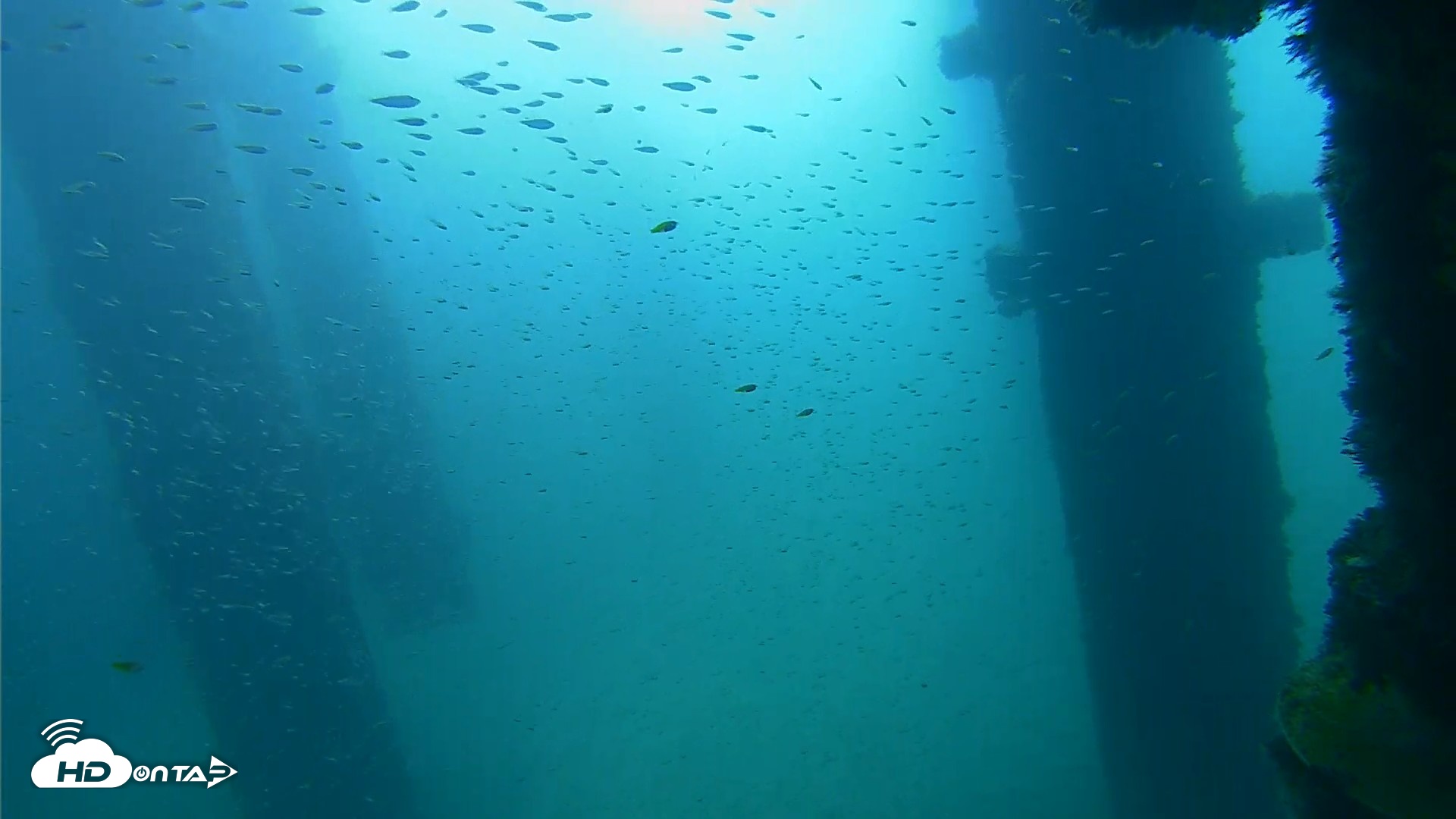 Snapshot of Scripps Pier Underwater Live Webcam taken Sep 25, 2026, 9:21am PDT
