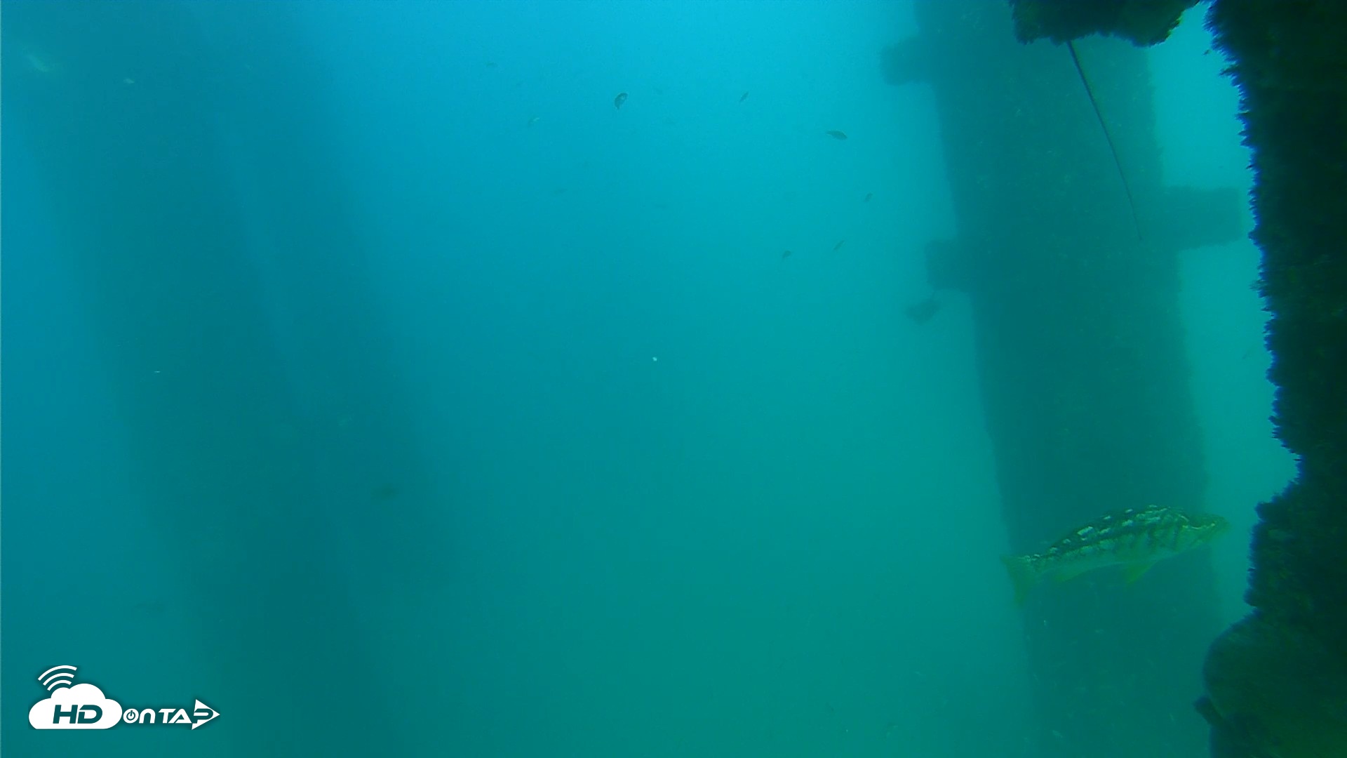 Snapshot of Scripps Pier Underwater Live Webcam taken Sep 16, 2026, 4:44pm PDT