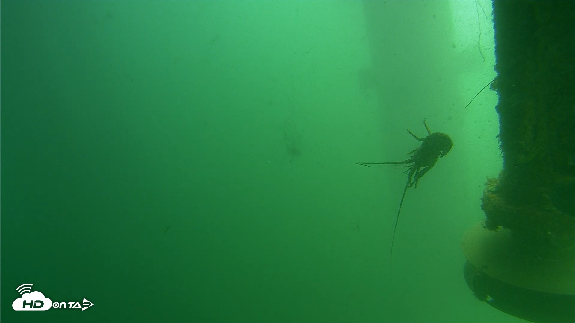 Snapshot of Scripps Pier Underwater Live Webcam taken Jul 30, 2026, 12:18pm PDT