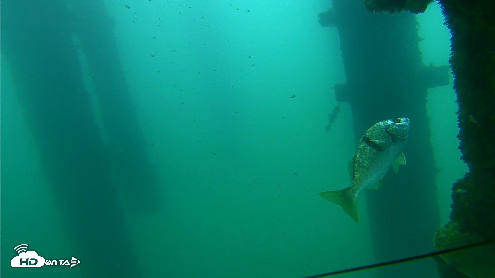 Snapshot of Scripps Pier Underwater Live Webcam taken Sep 21, 2026, 8:41am PDT