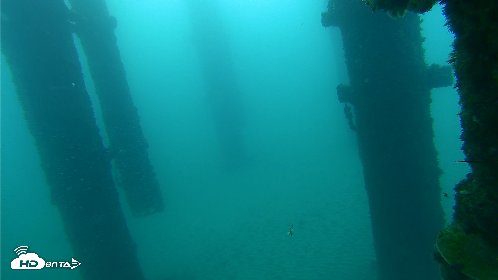 Snapshot of Scripps Pier Underwater Live Webcam taken Sep 26, 2026, 7:12am PDT