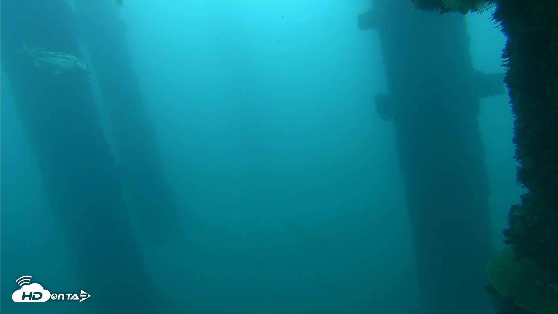 Snapshot of Scripps Pier Underwater Live Webcam taken Oct 13, 2026, 7:11am PDT