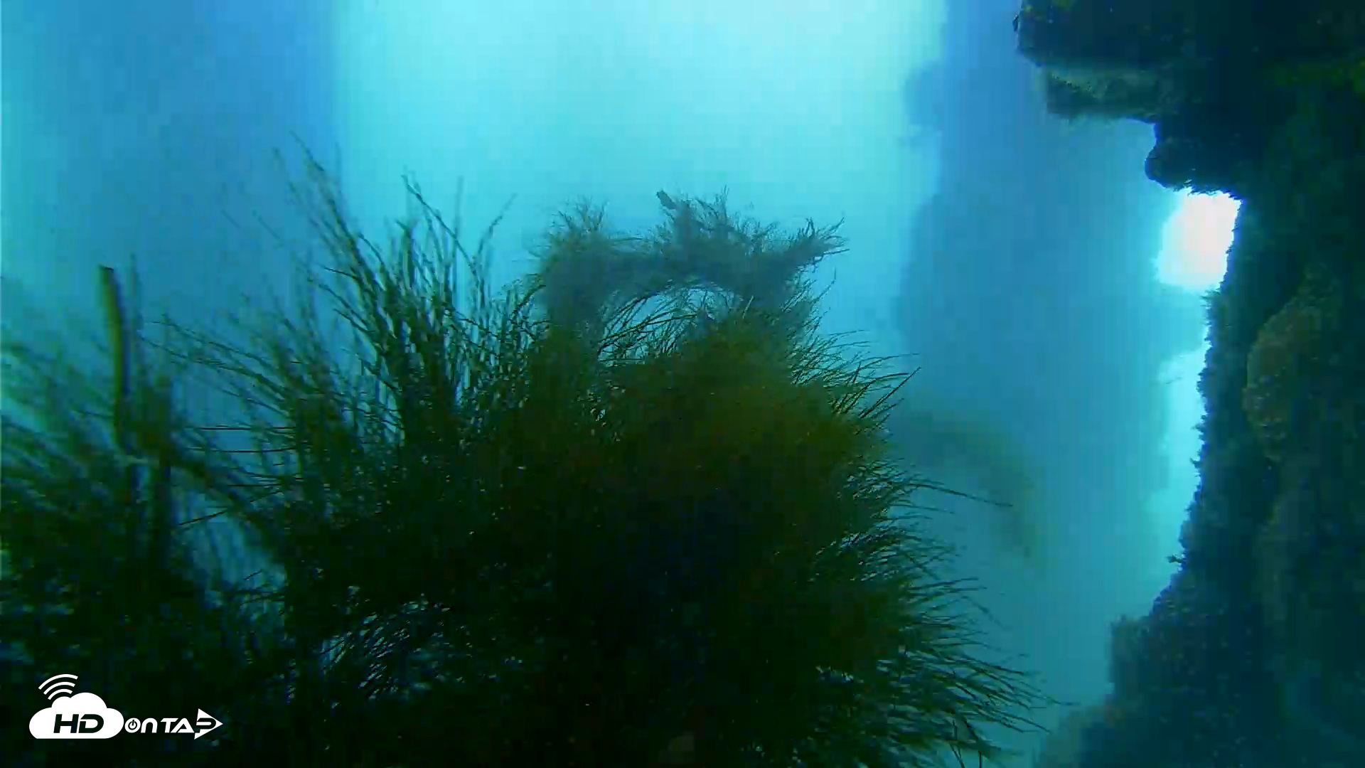 Snapshot of Scripps Pier Underwater Live Webcam taken May 19, 2025, 8:51am PDT