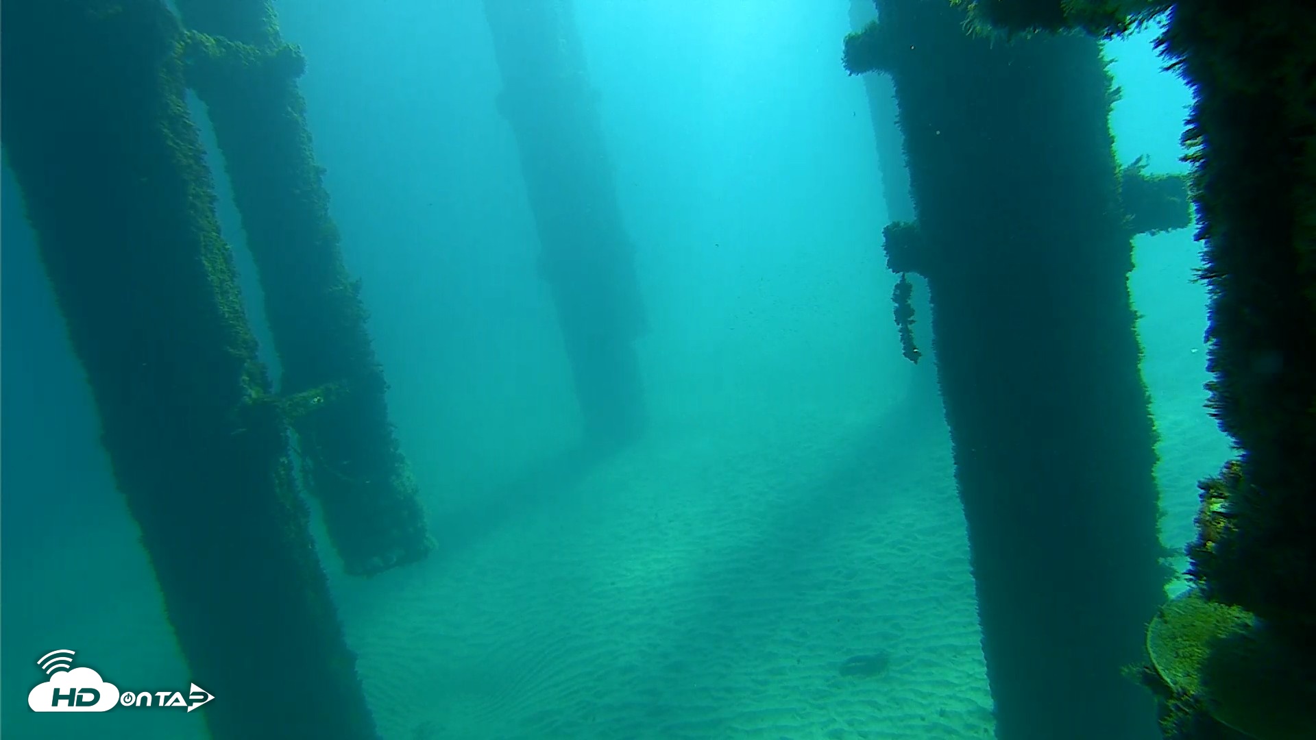 Snapshot of Scripps Pier Underwater Live Webcam taken Oct 7, 2026, 10:03am PDT
