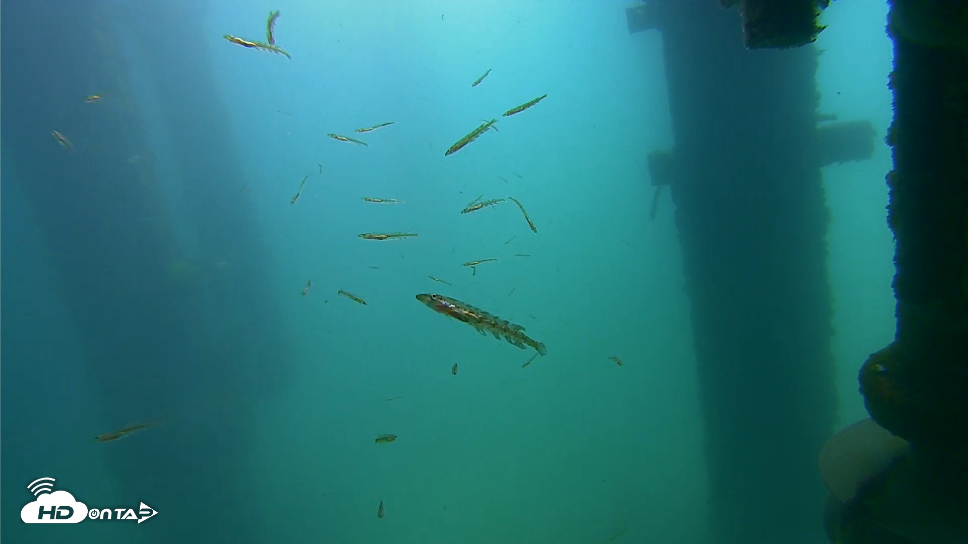 Snapshot of Scripps Pier Underwater Live Webcam taken Apr 8, 2026, 10:21am PDT