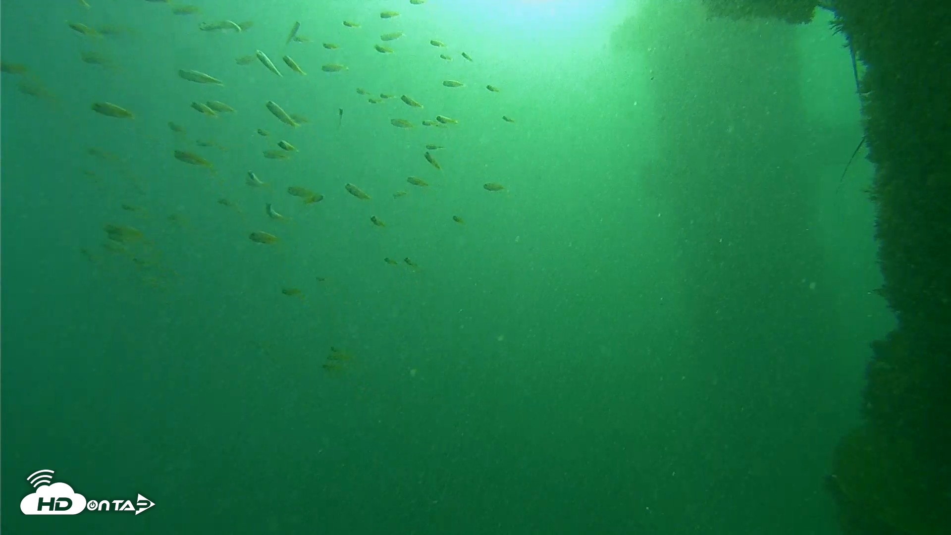 Snapshot of Scripps Pier Underwater Live Webcam taken Sep 29, 2026, 7:57am PDT