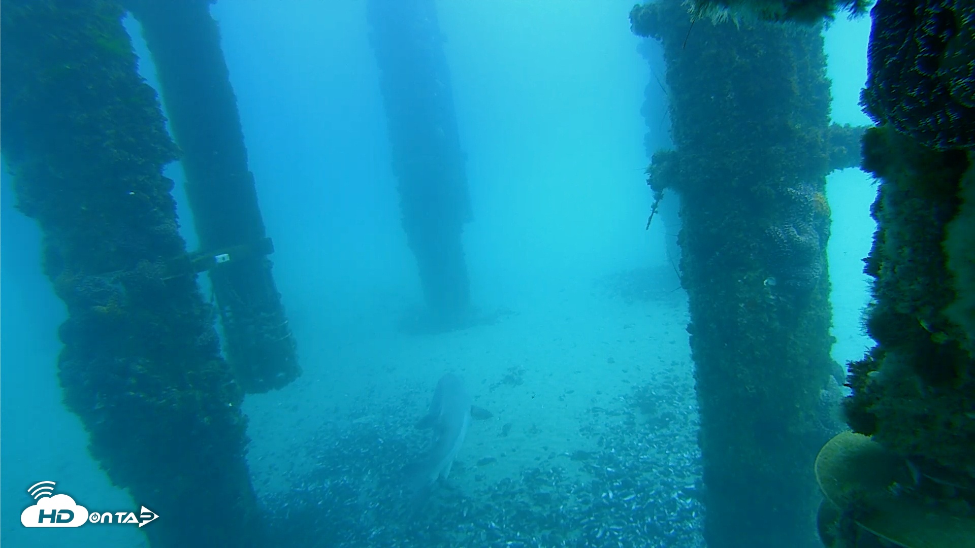 Snapshot of Scripps Pier Underwater Live Webcam taken Jan 21, 2026, 11:12am PST