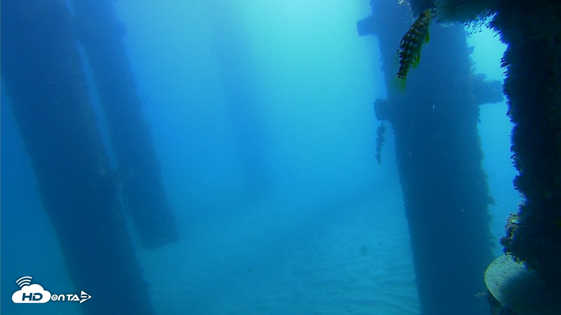 Snapshot of Scripps Pier Underwater Live Webcam taken Oct 21, 2026, 10:35am PDT