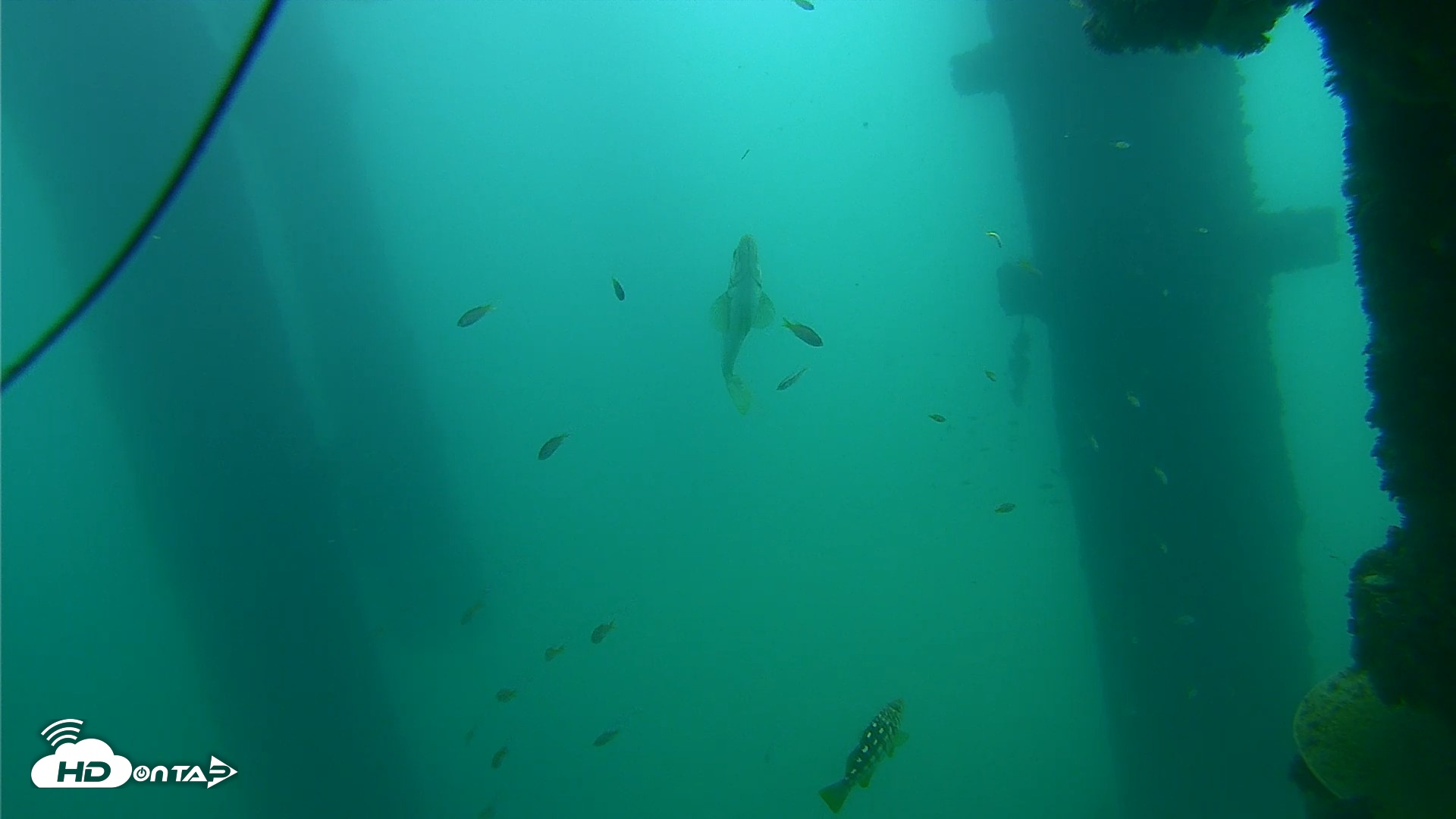 Snapshot of Scripps Pier Underwater Live Webcam taken Sep 18, 2026, 10:47am PDT