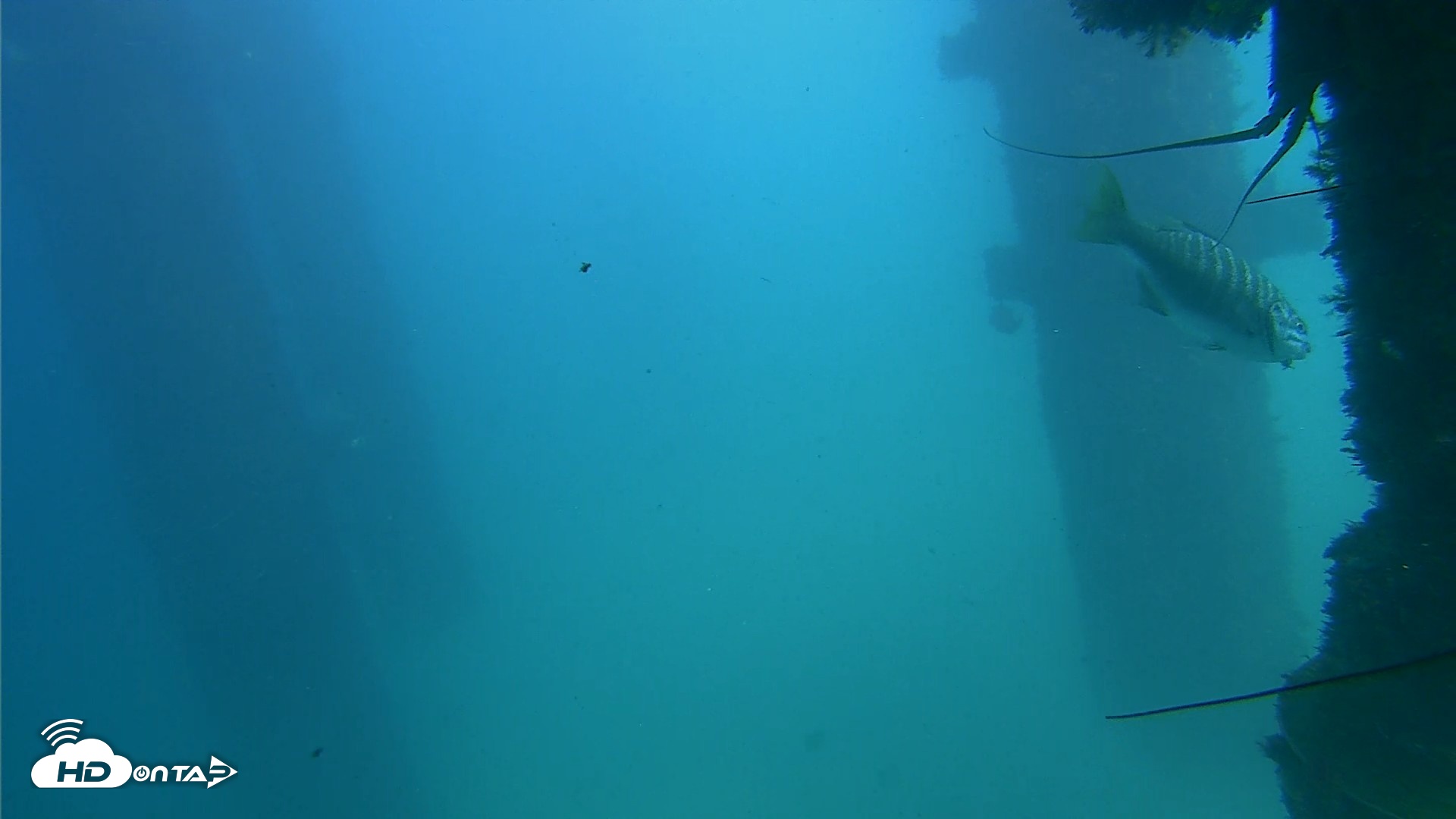 Snapshot of Scripps Pier Underwater Live Webcam taken Sep 28, 2026, 2:42pm PDT