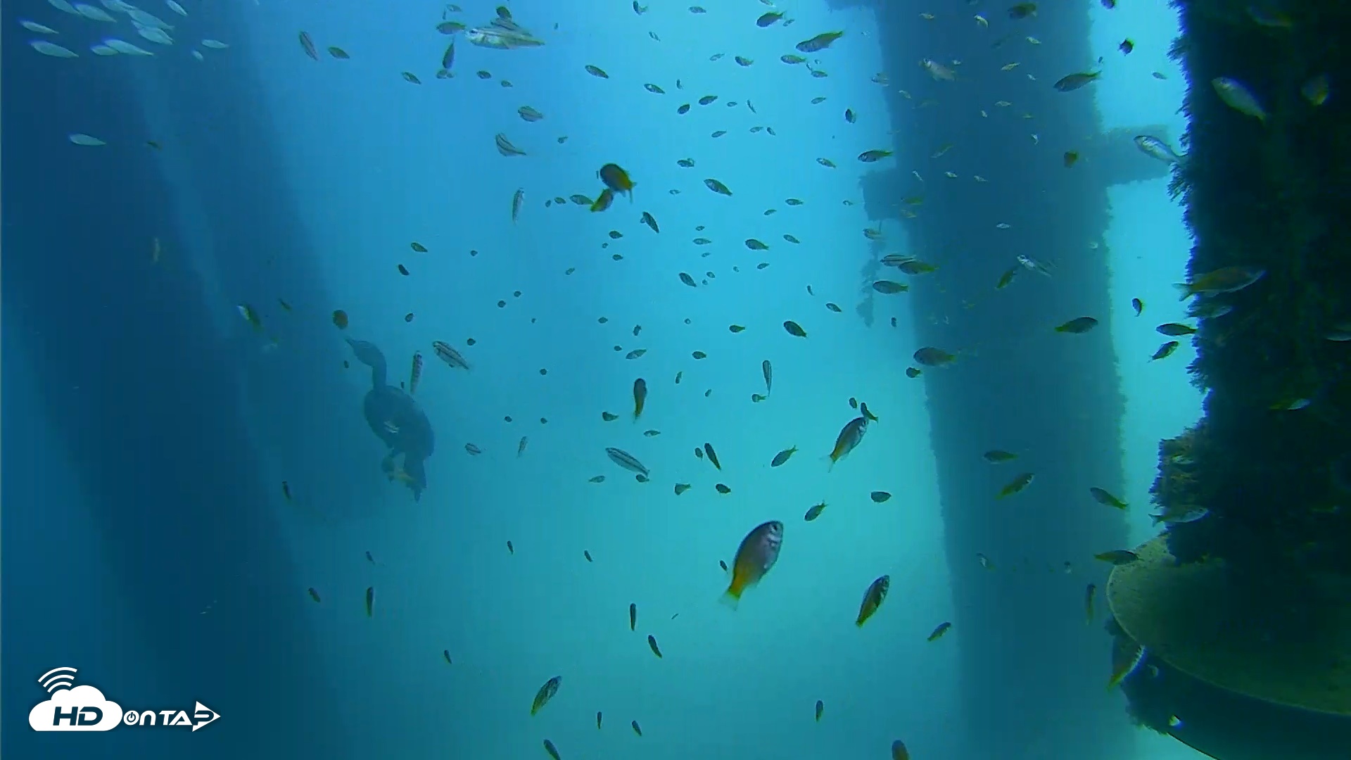 Snapshot of Scripps Pier Underwater Live Webcam taken Aug 27, 2026, 12:36pm PDT