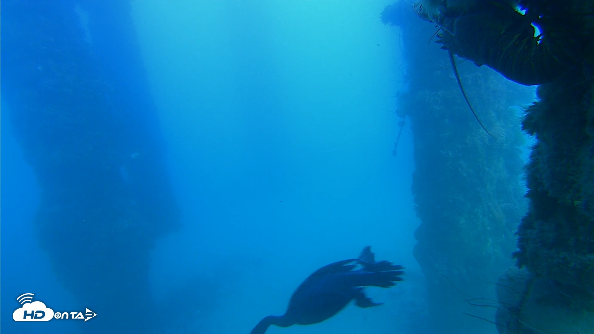 Snapshot of Scripps Pier Underwater Live Webcam taken Nov 13, 2025, 3:45pm PST