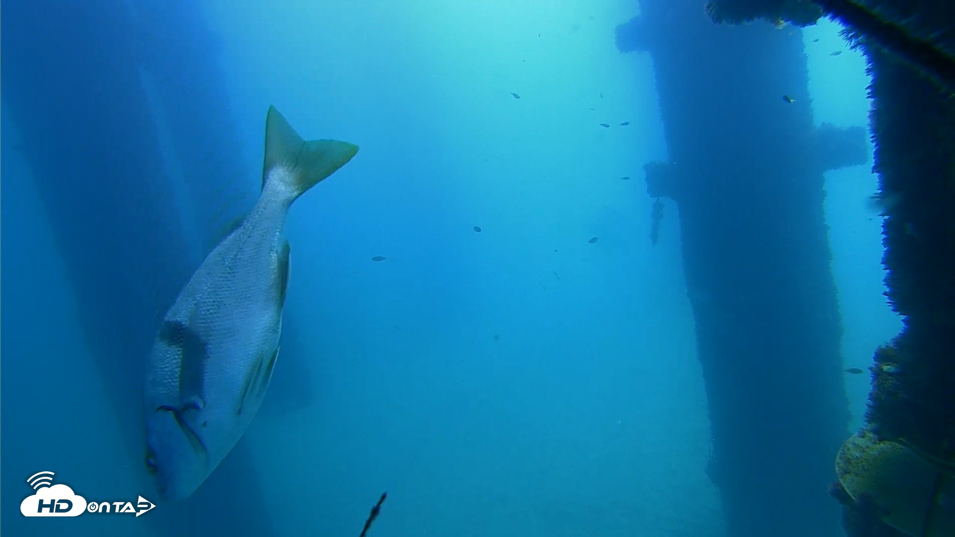 Snapshot of Scripps Pier Underwater Live Webcam taken Sep 21, 2026, 11:16am PDT