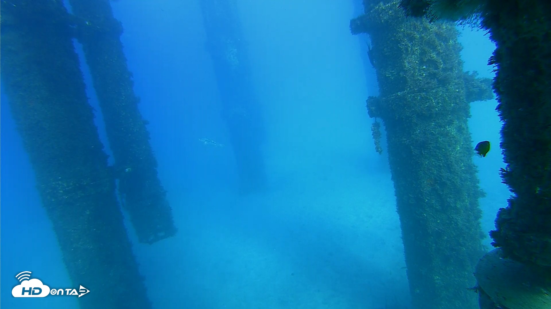 Snapshot of Scripps Pier Underwater Live Webcam taken Oct 19, 2026, 4:32pm PDT