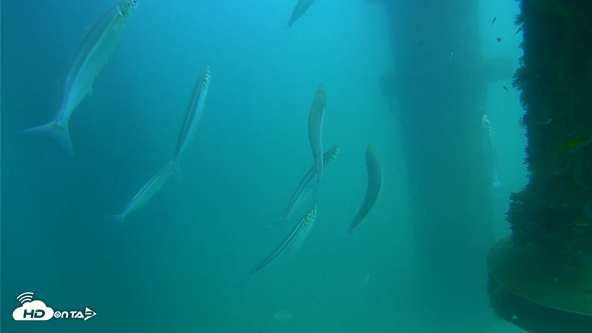 Snapshot of Scripps Pier Underwater Live Webcam taken Aug 20, 2026, 2:41pm PDT