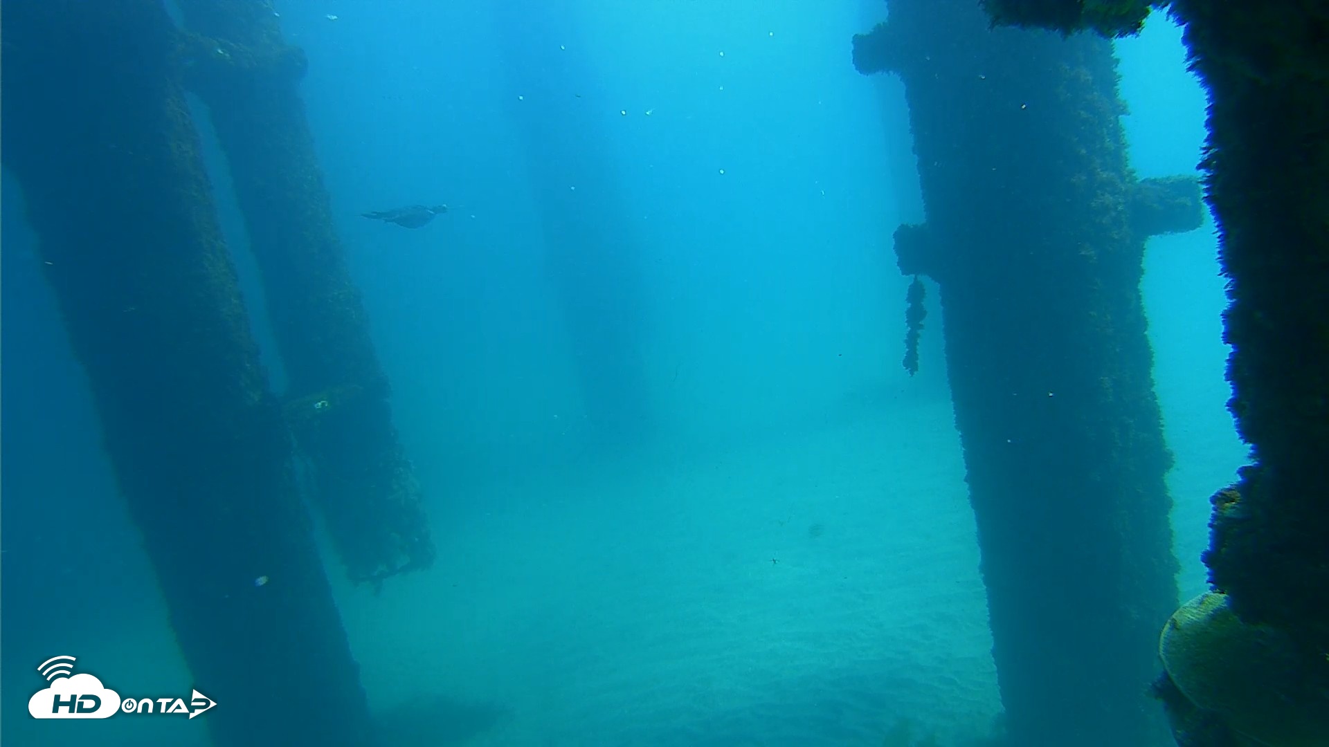 Snapshot of Scripps Pier Underwater Live Webcam taken Oct 6, 2026, 12:39pm PDT