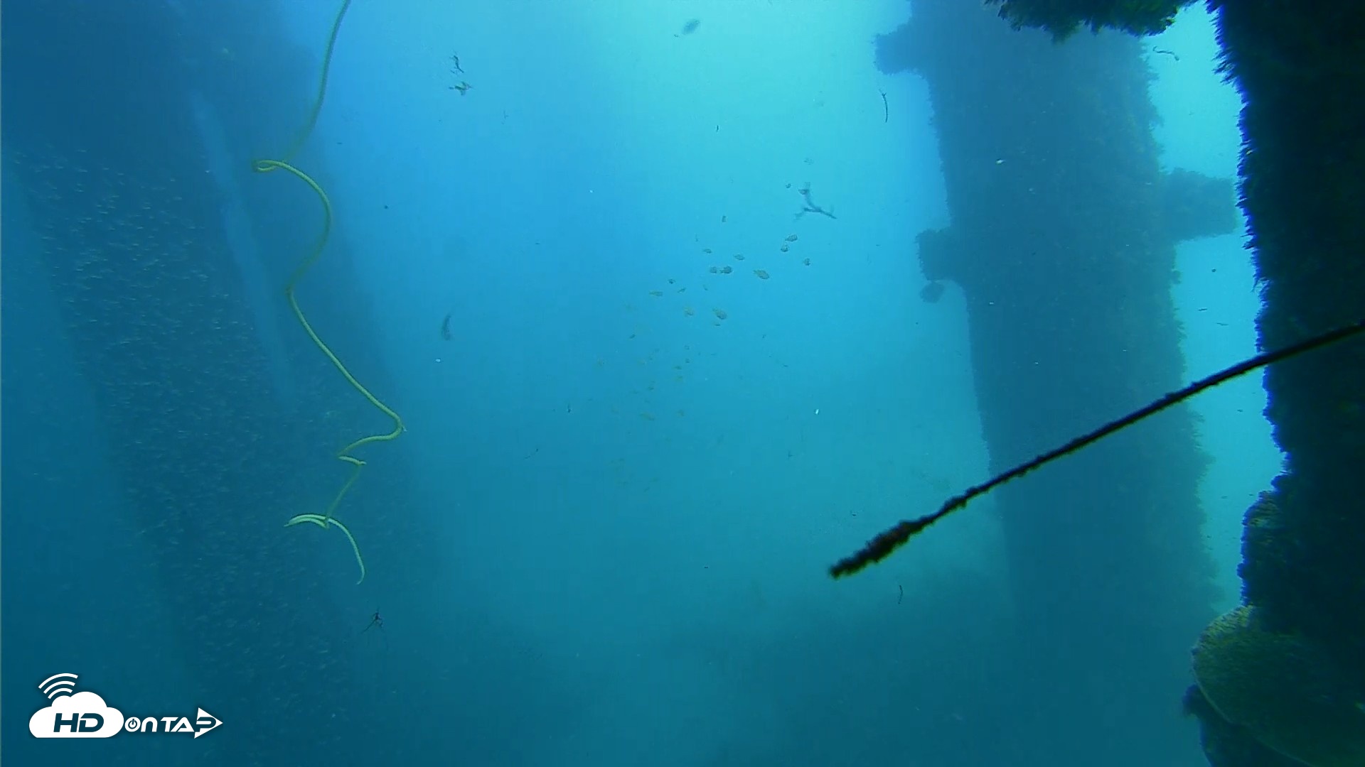 Snapshot of Scripps Pier Underwater Live Webcam taken Oct 1, 2026, 1:00pm PDT