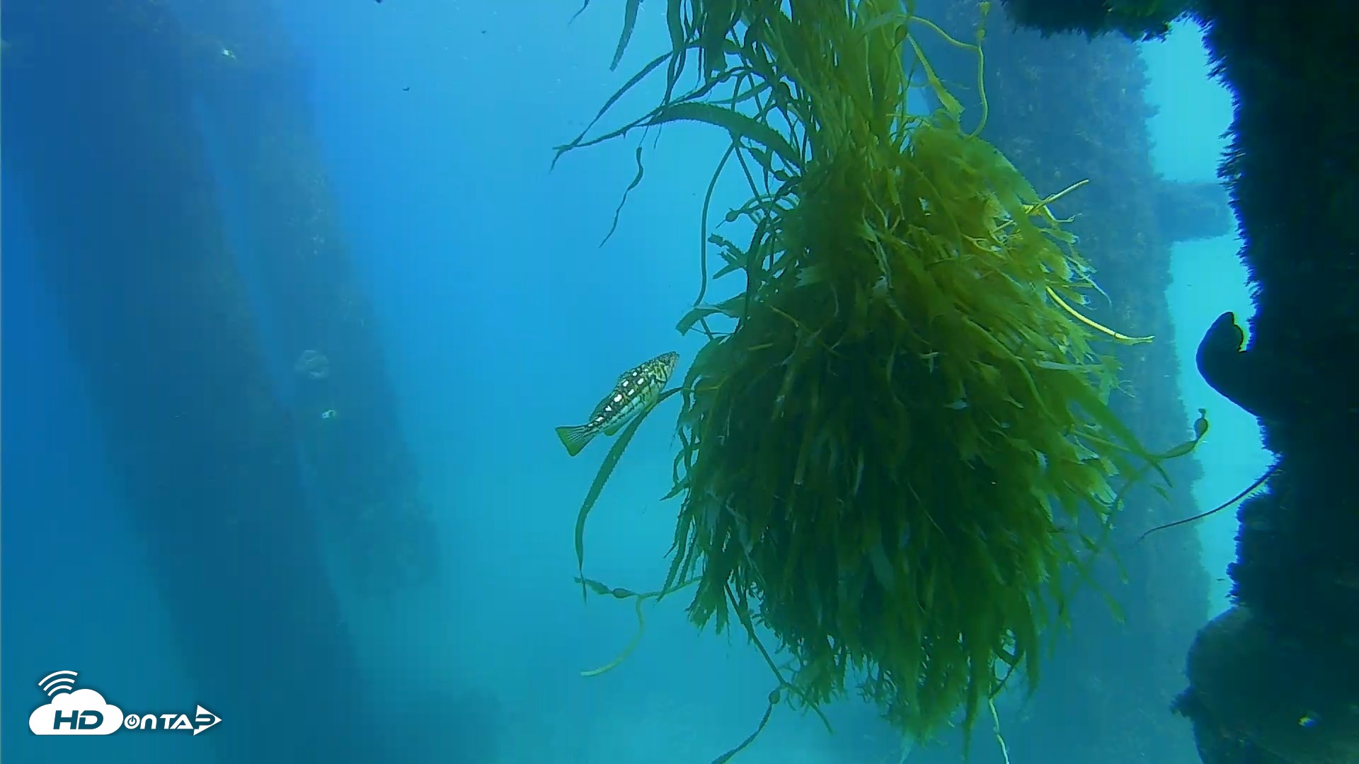Snapshot of Scripps Pier Underwater Live Webcam taken Oct 5, 2026, 3:05pm PDT