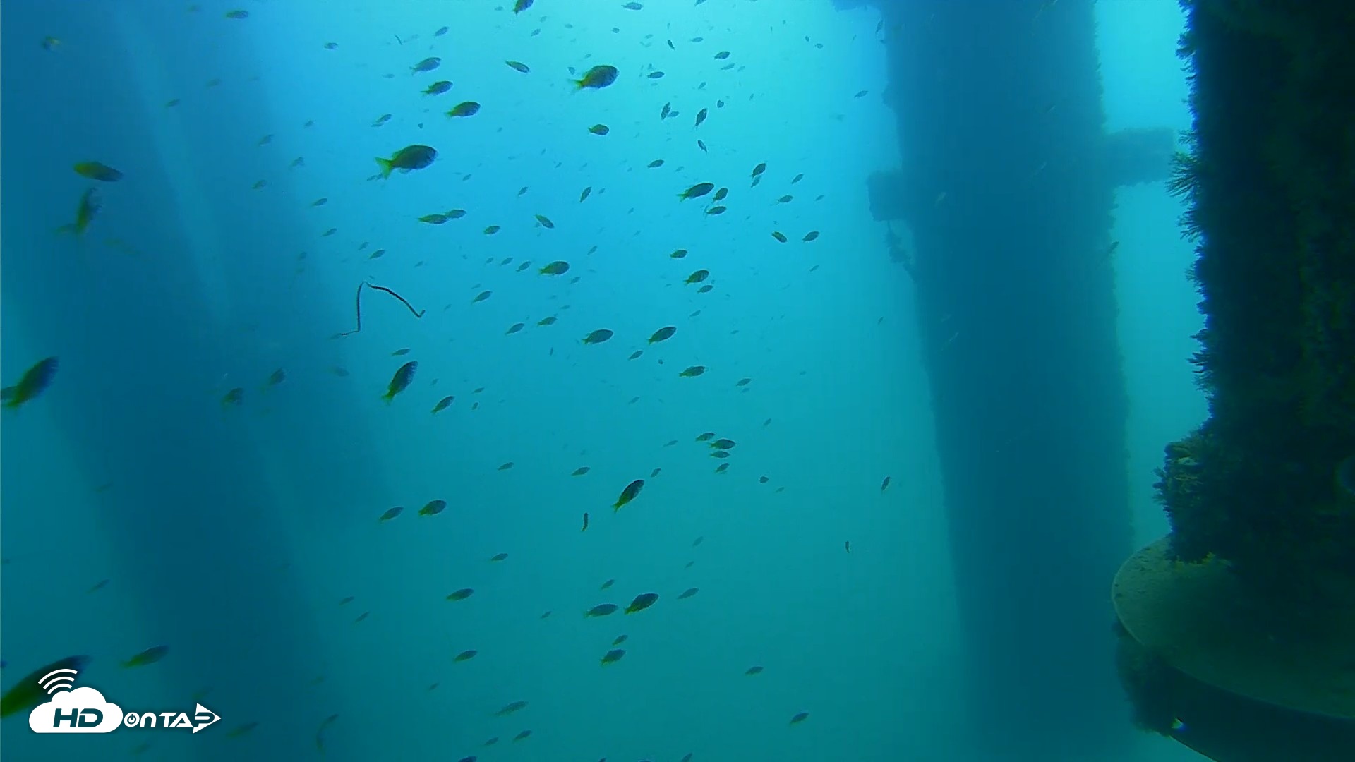 Snapshot of Scripps Pier Underwater Live Webcam taken Aug 24, 2026, 10:50am PDT