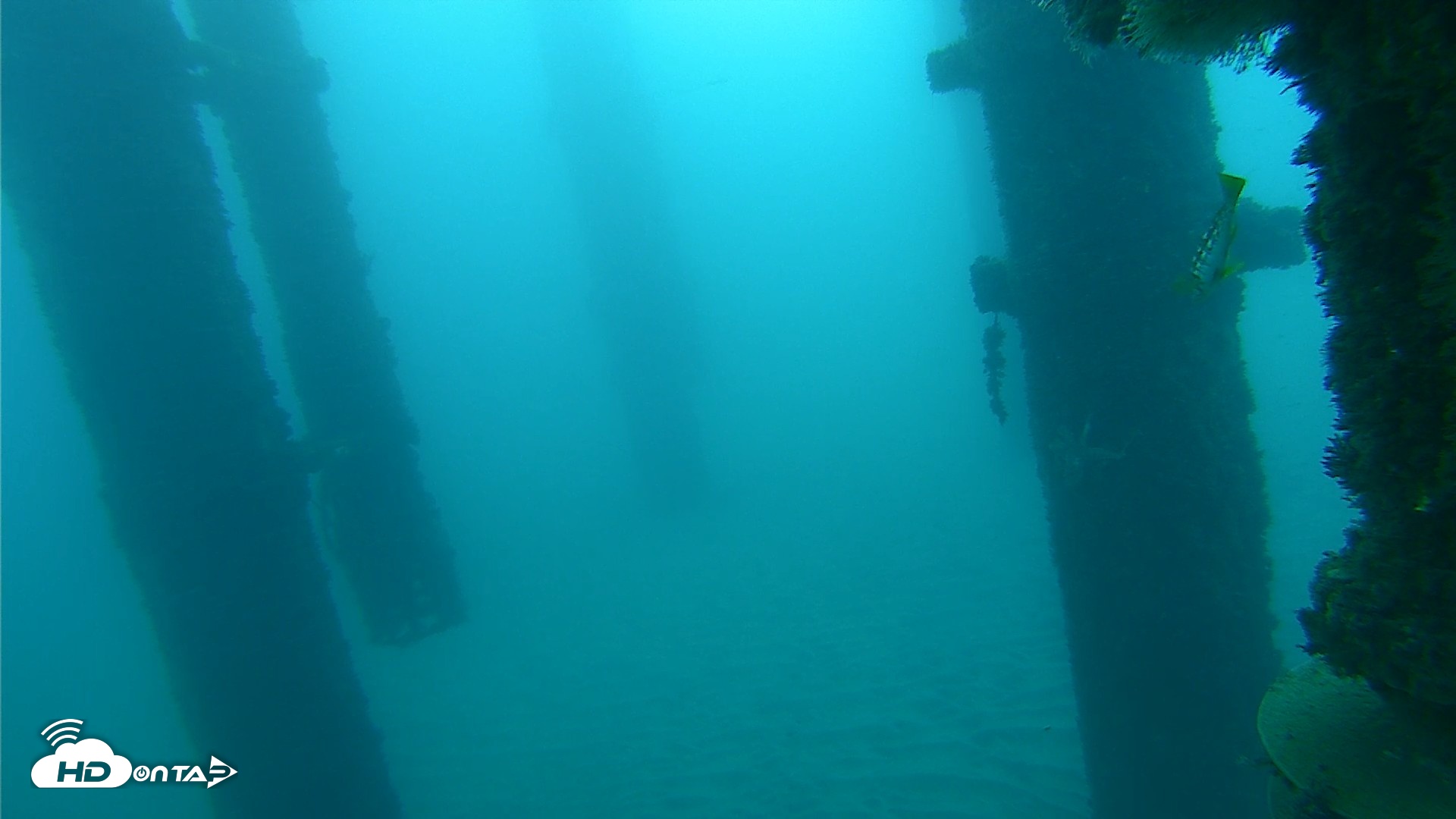 Snapshot of Scripps Pier Underwater Live Webcam taken Oct 21, 2026, 7:30am PDT