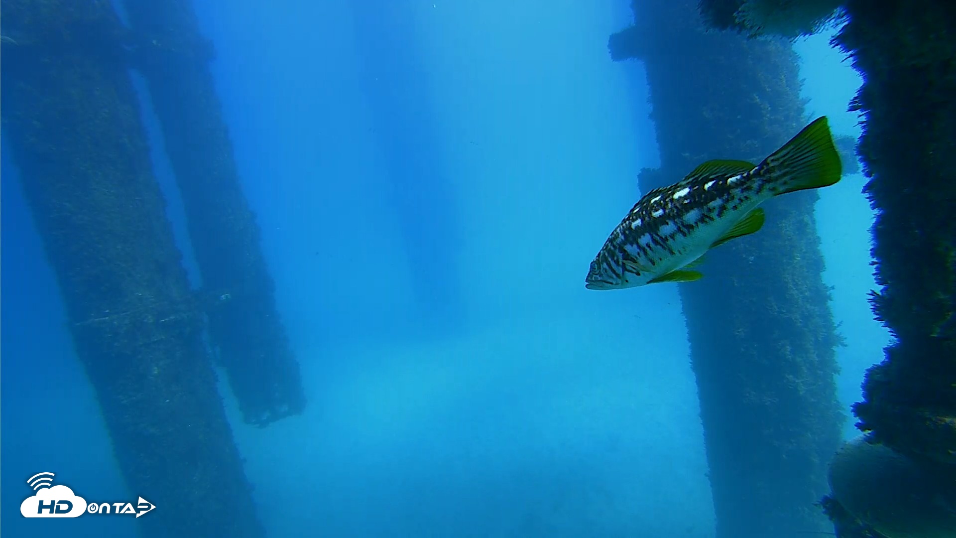 Snapshot of Scripps Pier Underwater Live Webcam taken Oct 20, 2026, 1:51pm PDT