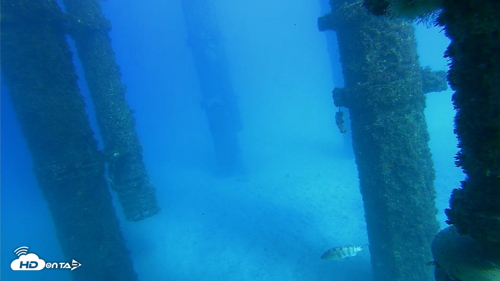Snapshot of Scripps Pier Underwater Live Webcam taken Oct 19, 2026, 3:54pm PDT